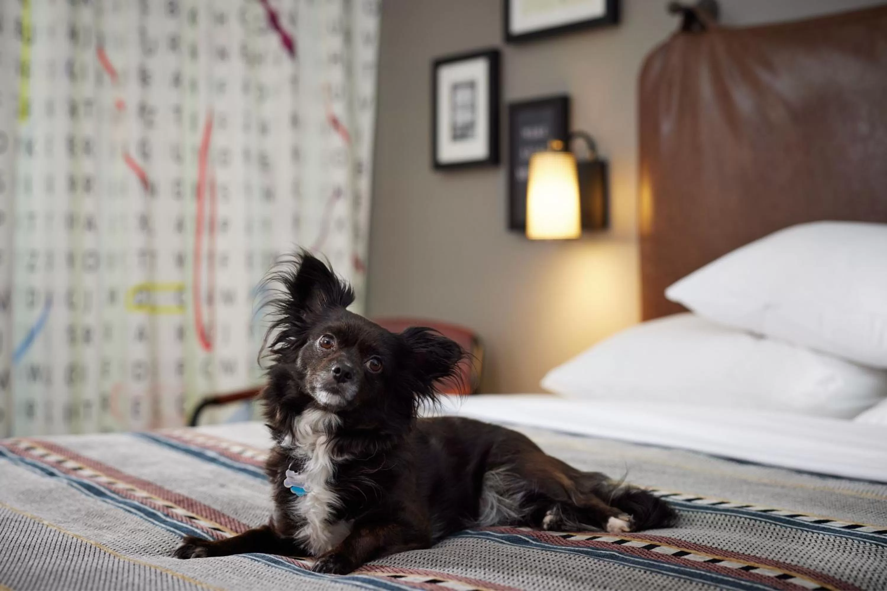 Photo of the whole room, Bed in Moxy Austin - University