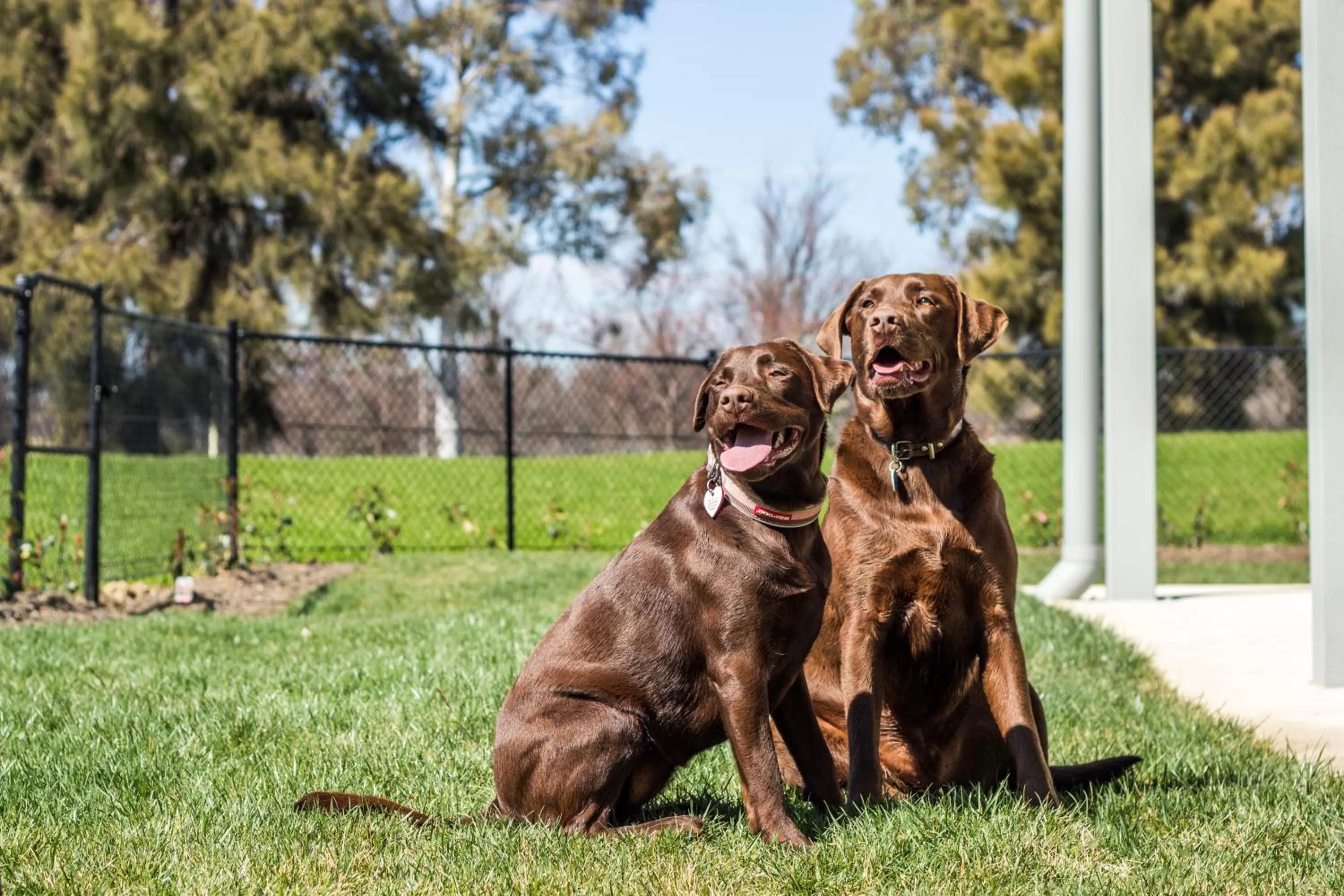 Patio in Abode Narrabundah