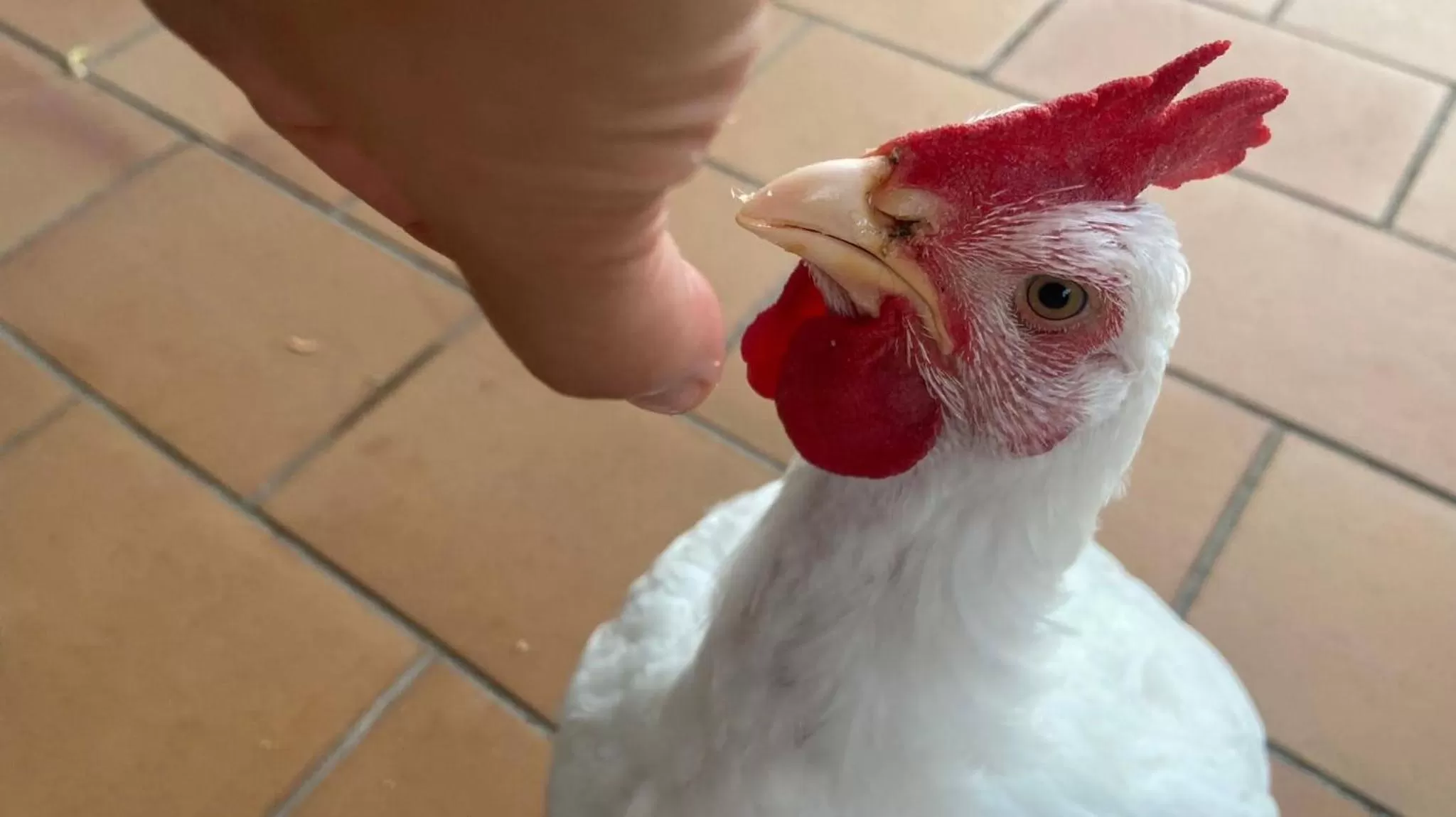 Animals, Pets in La Casa del Torreón