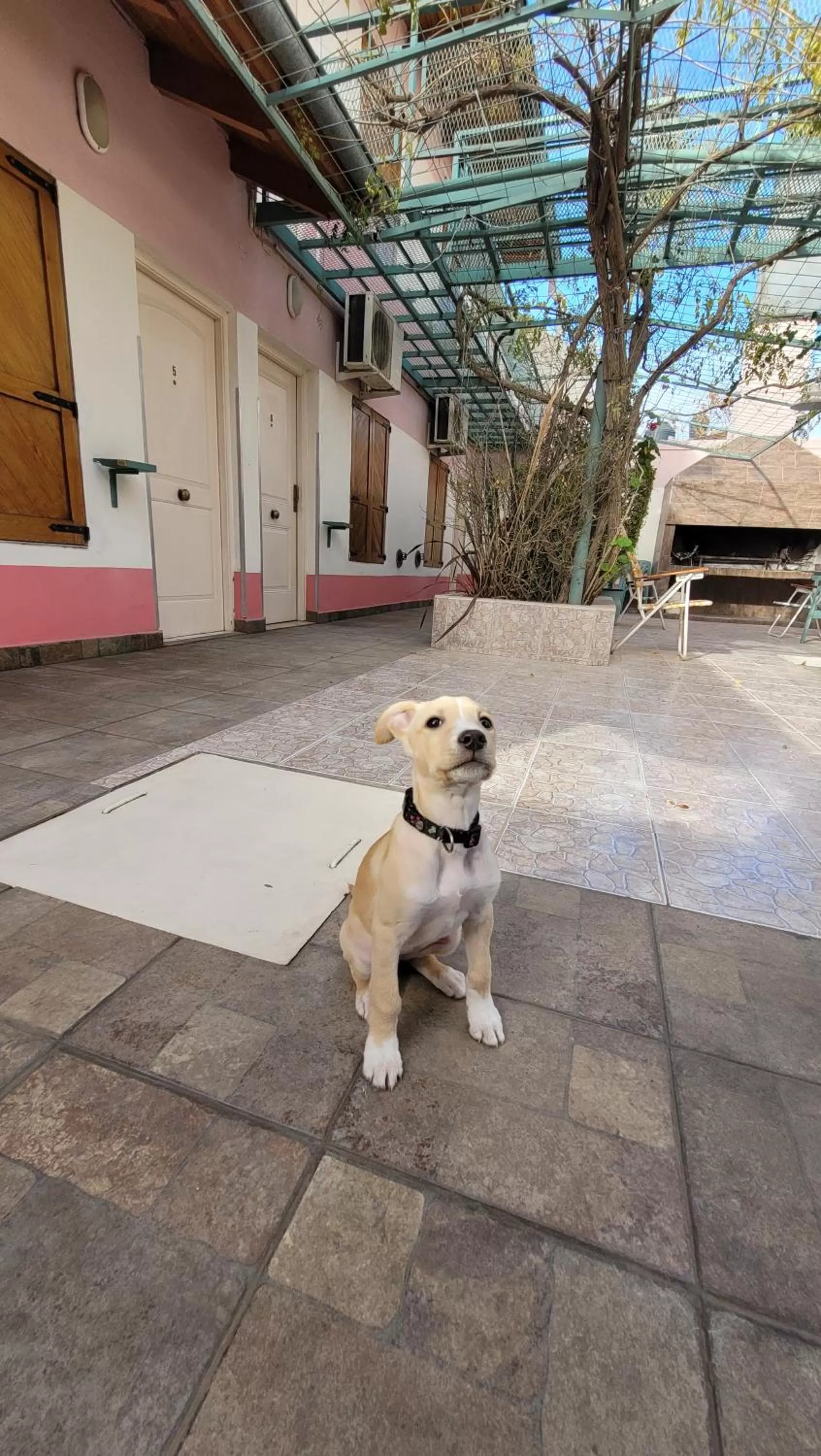 Pets in Complejo Solar Apart