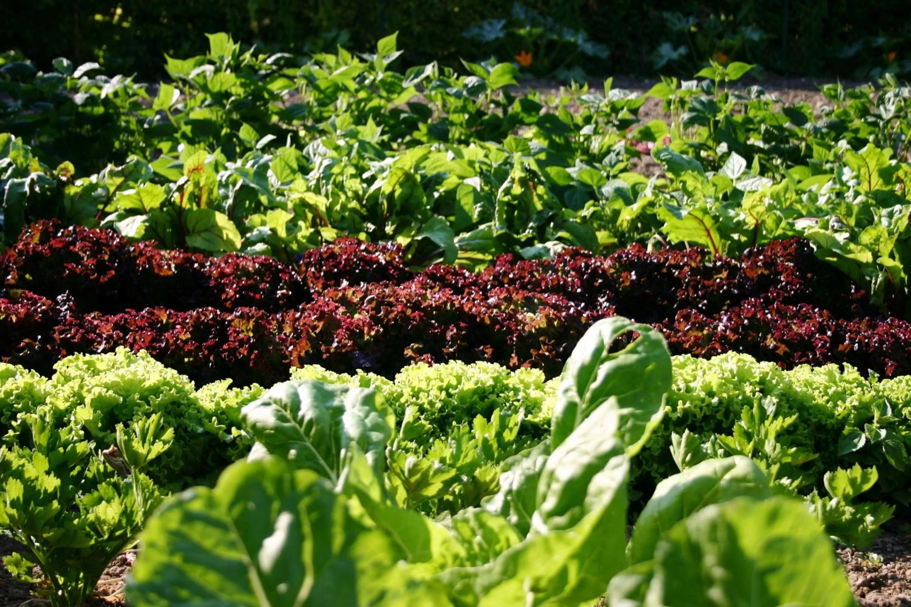 Garden in Hotel Blanc