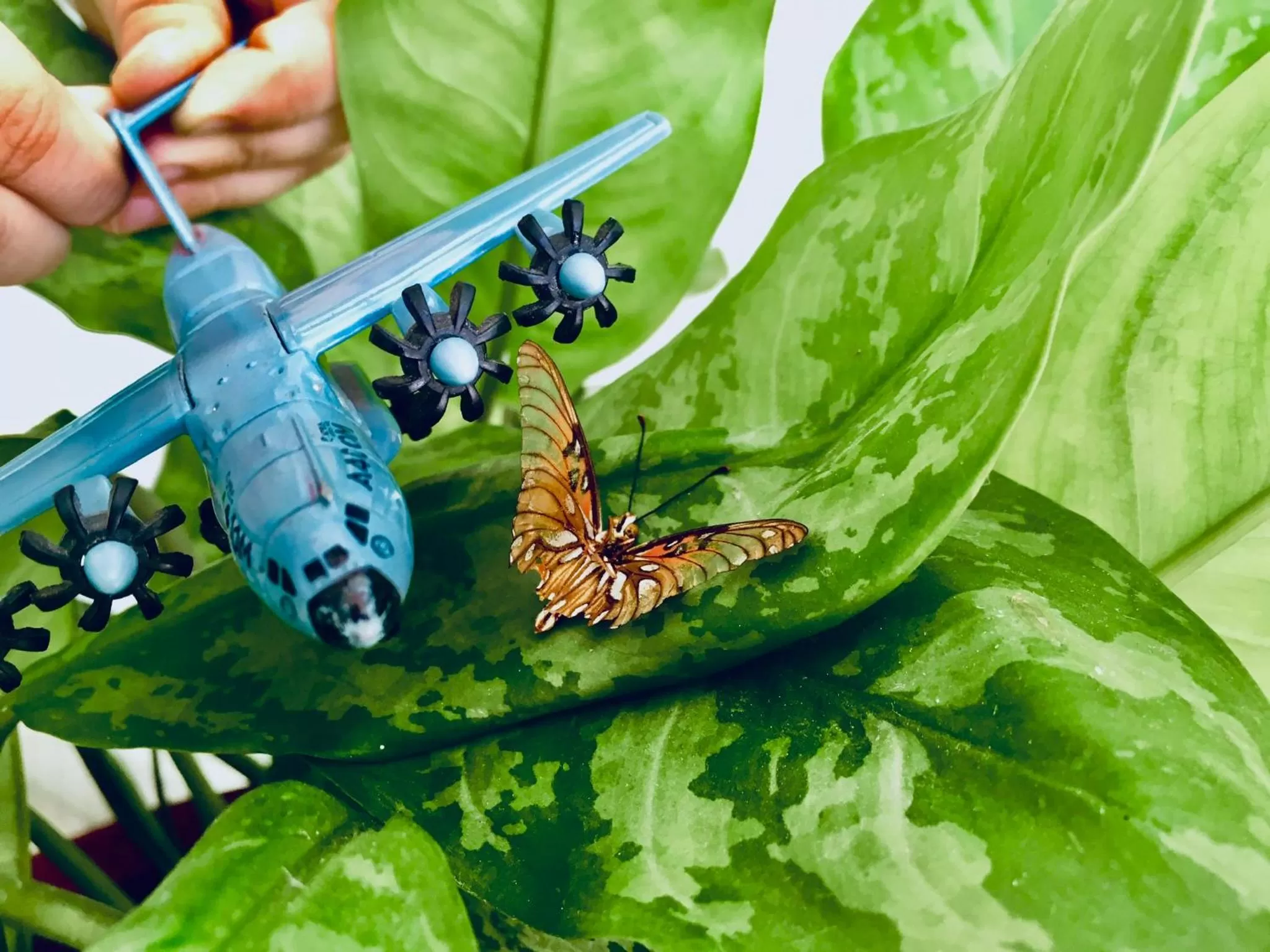 Garden view in Hotel Posada Edem