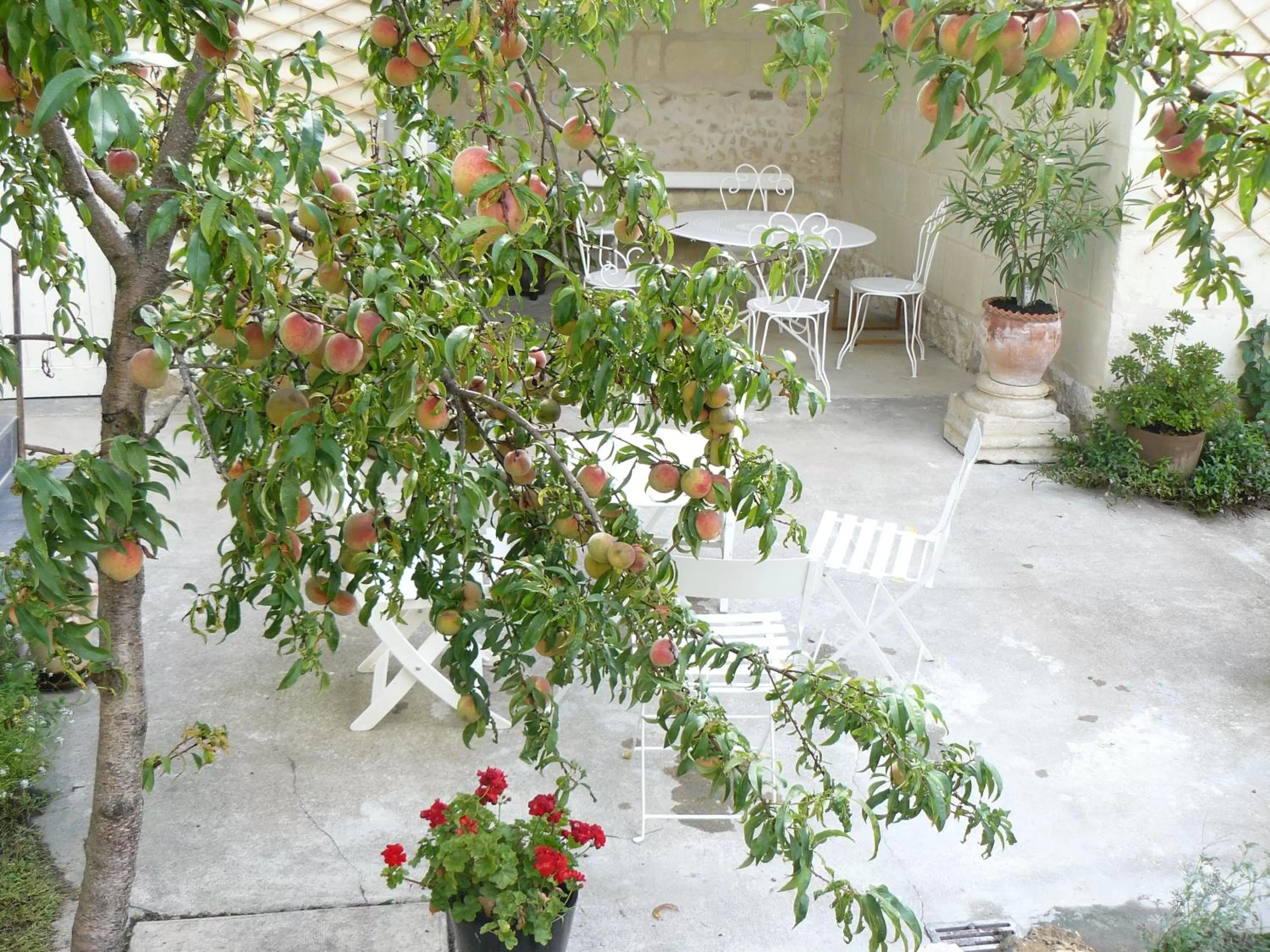 Garden in La Maison de Saumur