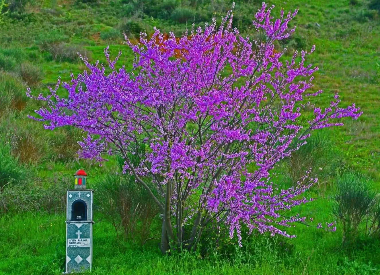 Natural landscape in Alexandros Hotel