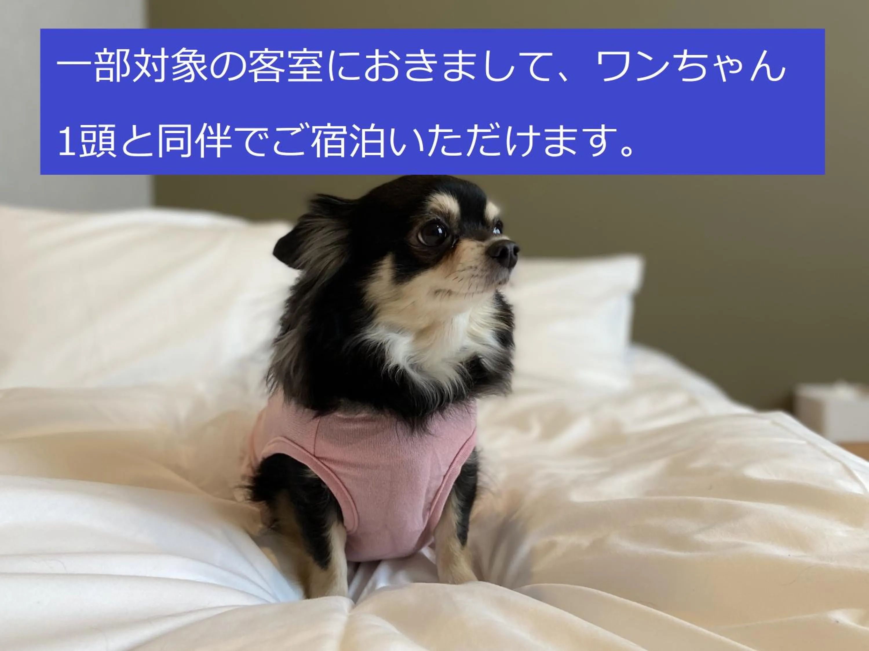 Pets in IMANO OSAKA SHINSAIBASHI HOSTEL