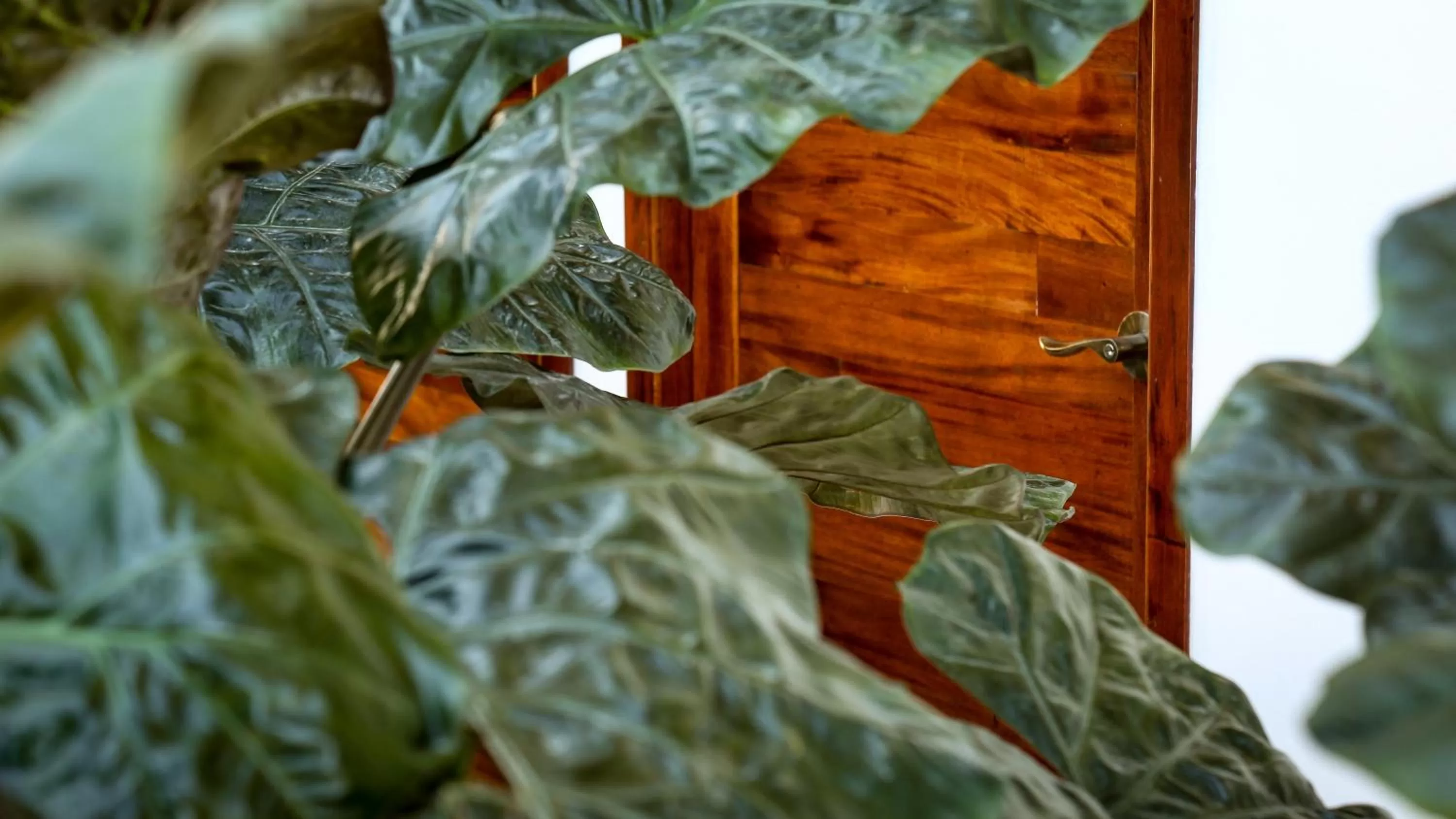 Garden view in AGAM Hotel Boutique Bacalar - Adults Only