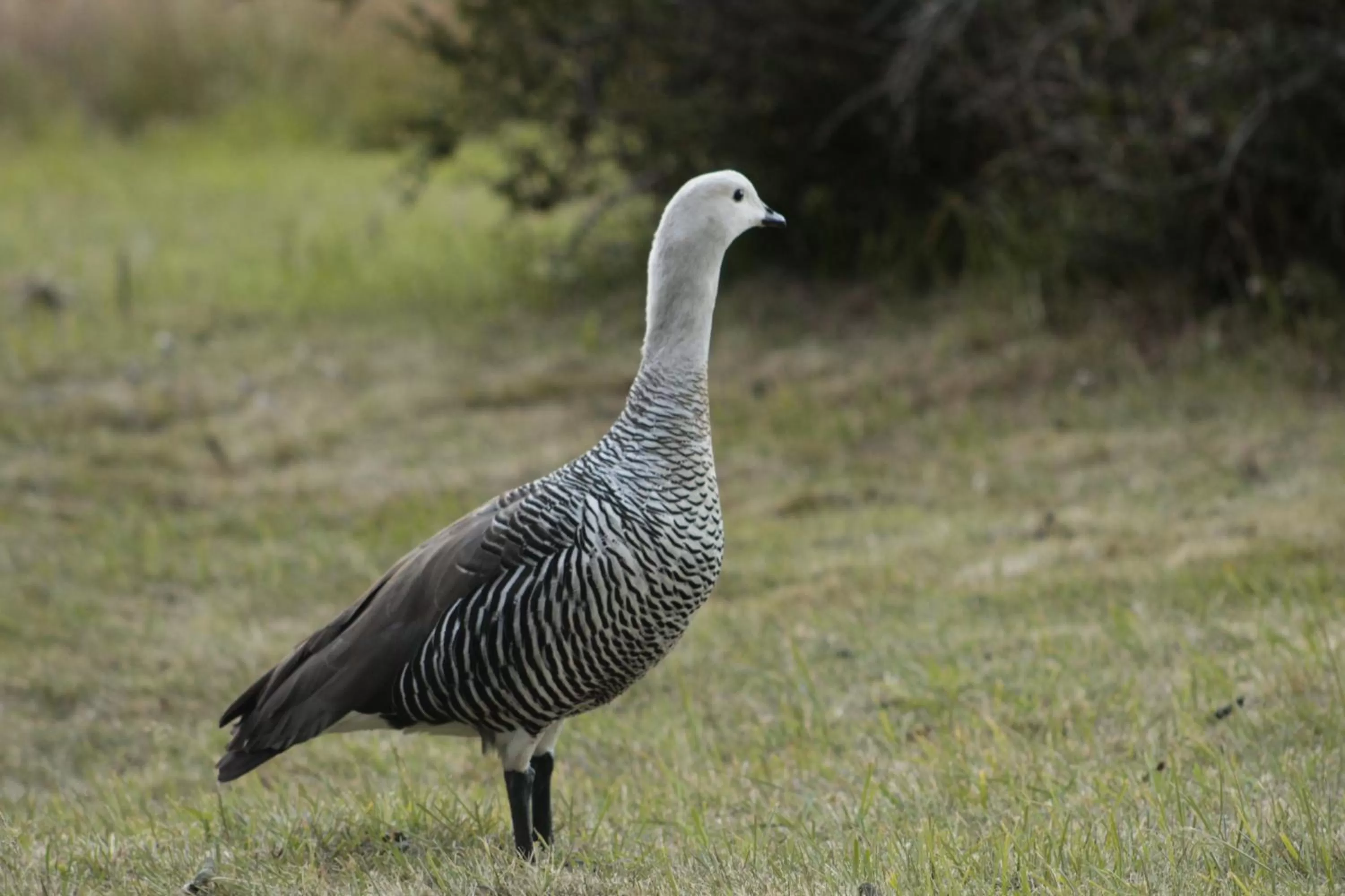 Garden, Other Animals in Hospedaje Isla Magdalena