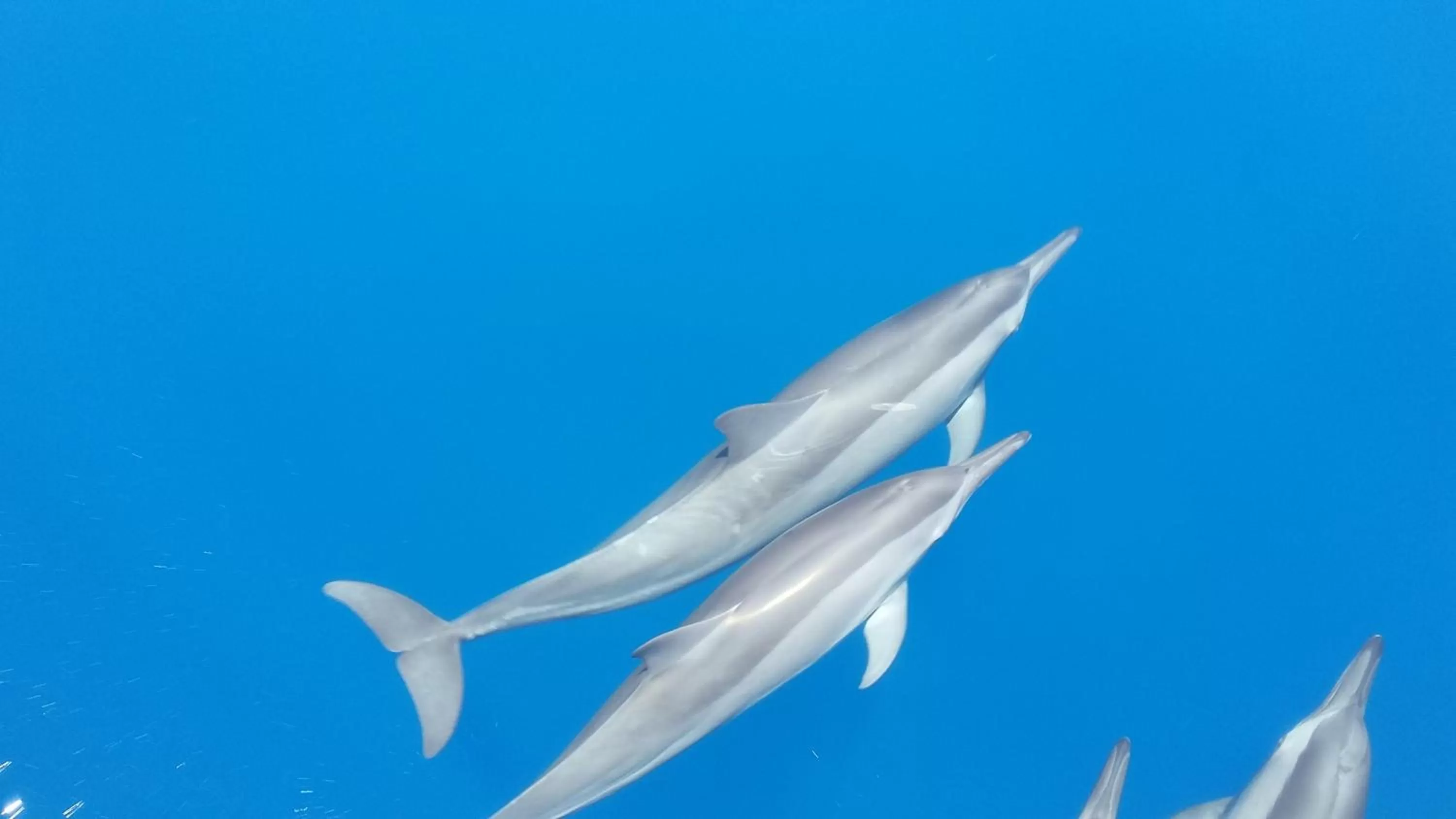 Animals in Canareef Resort Maldives