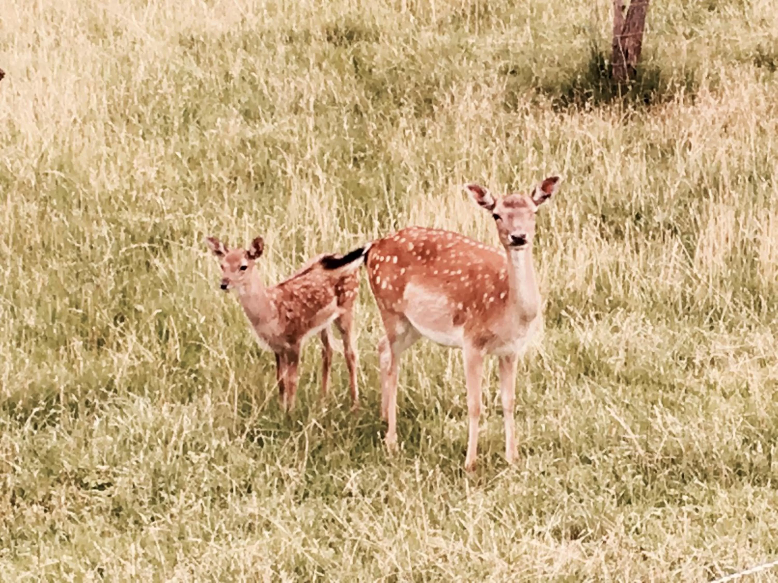 Hiking in Hotel Holsteinische Schweiz am Dieksee