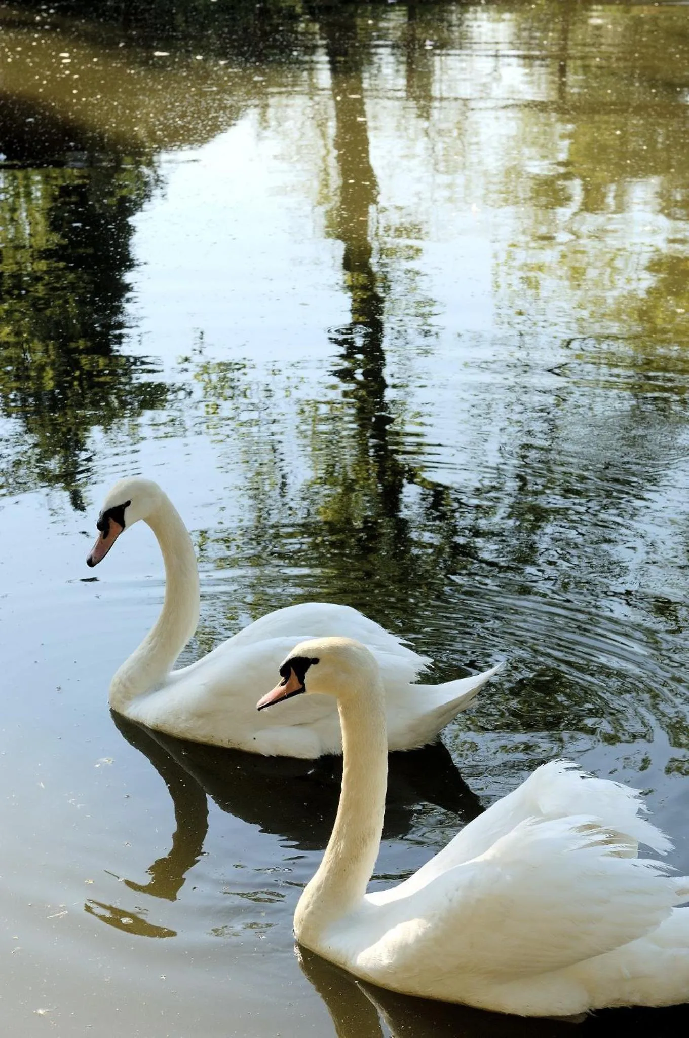 Golfcourse in Castello Montegiove