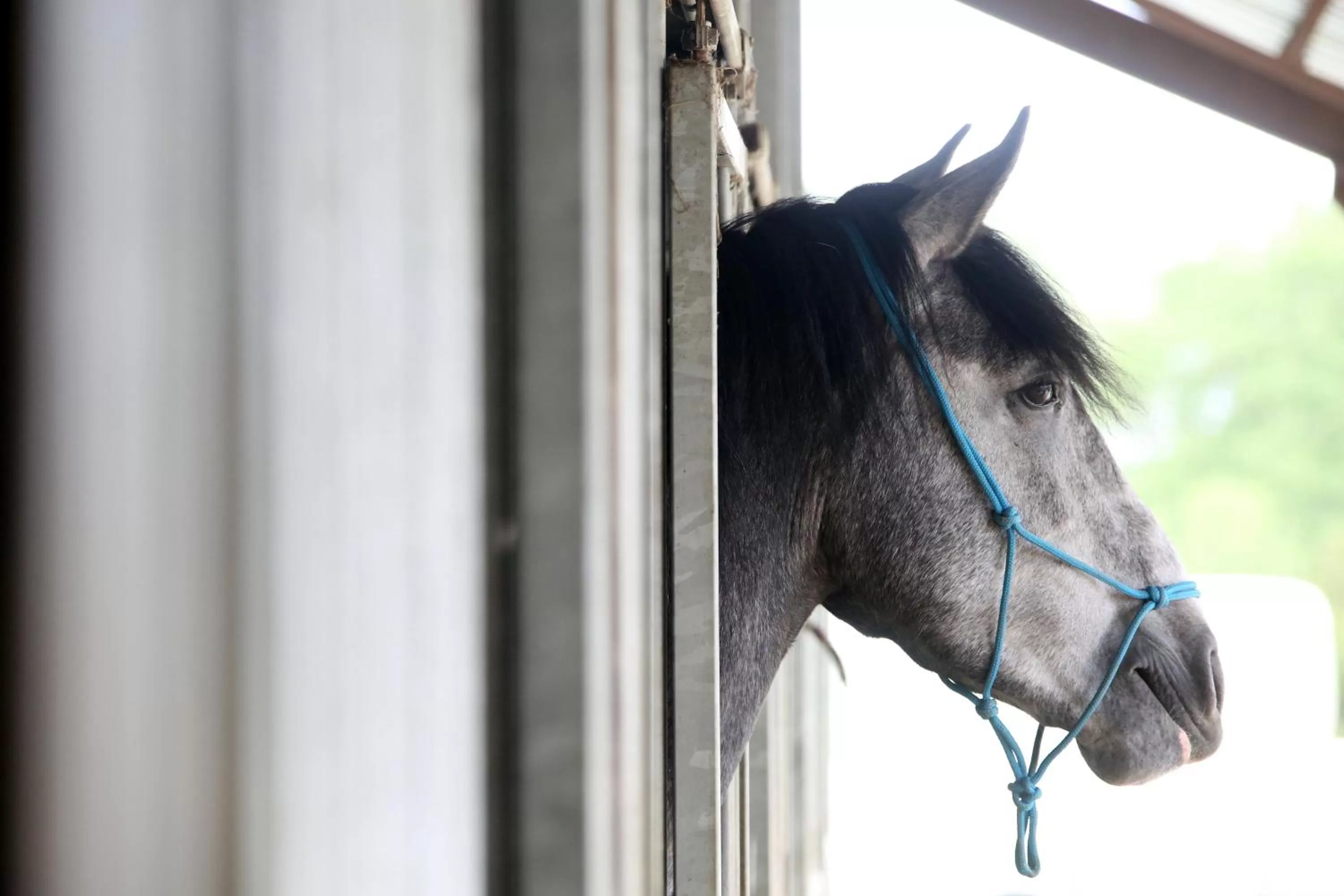 Pets in B&B Ferme Château de Laneffe