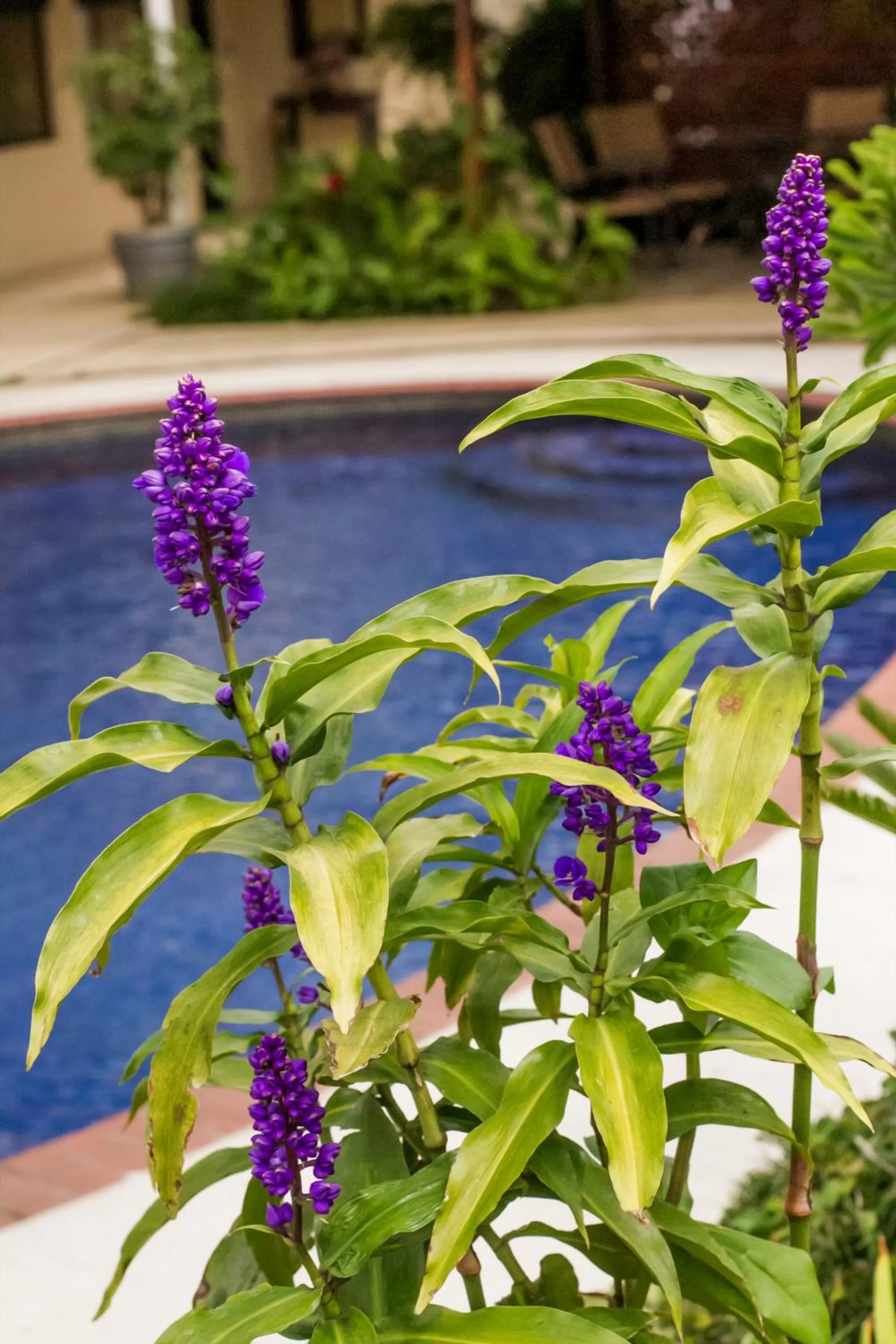 Garden in La Riviera Hotel