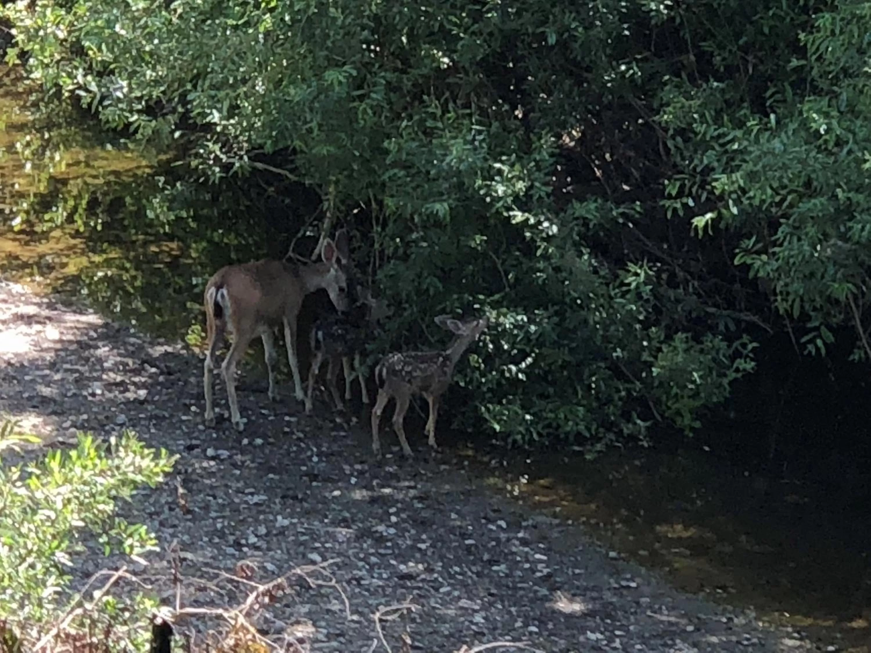 Olallieberry Inn Bed and Breakfast
