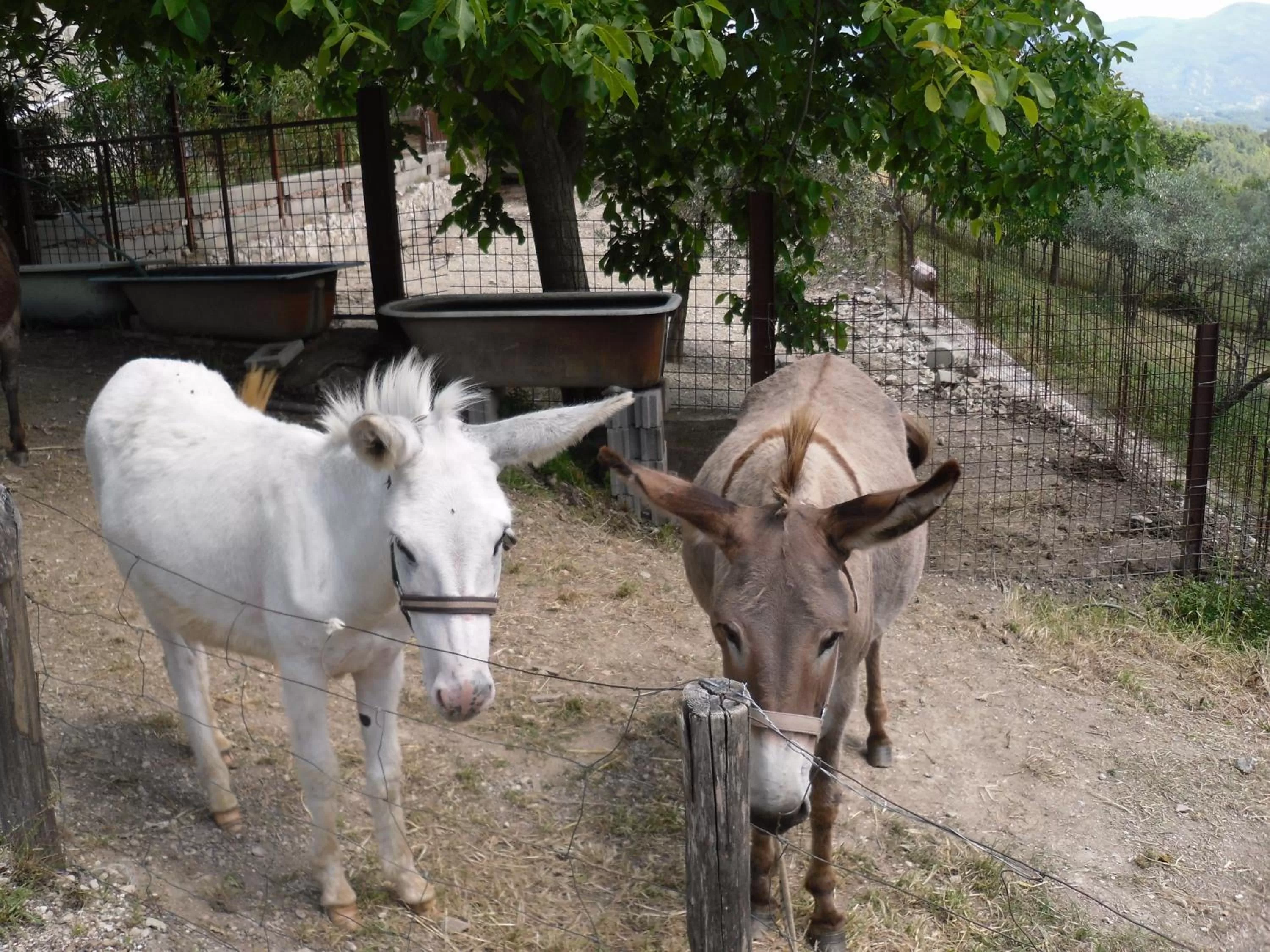 Animals in Montanari Agrivillage