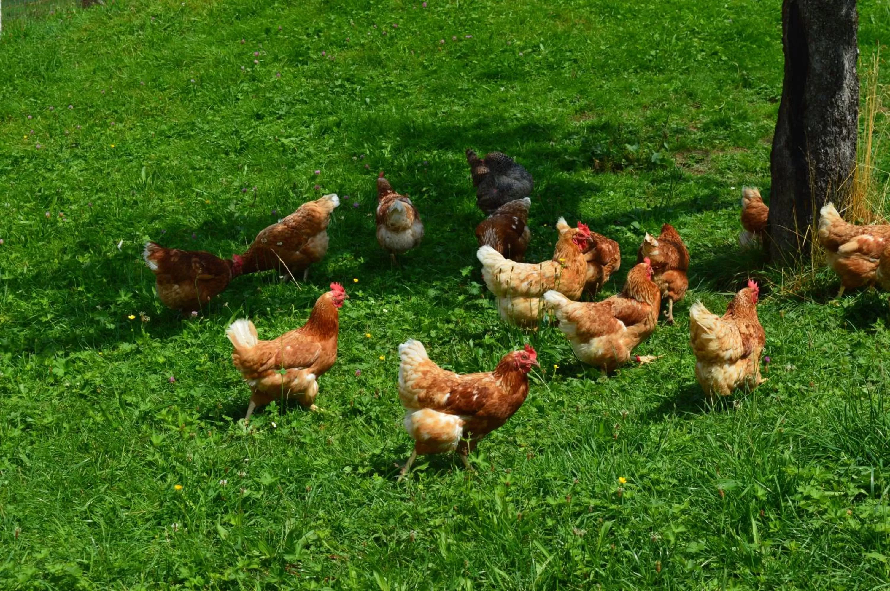 Pets in BnB-Blomberg