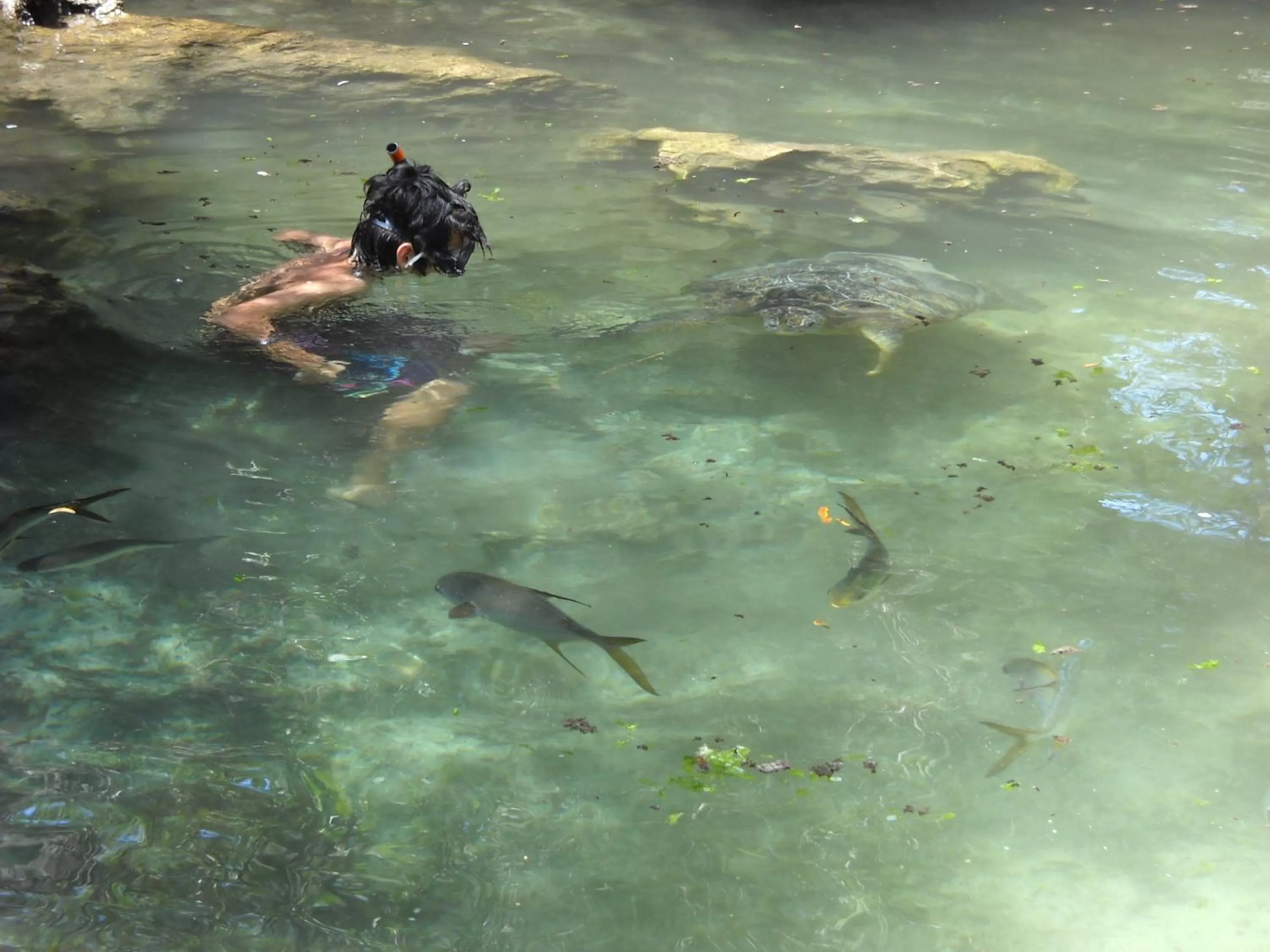 Snorkeling in Baraka Aquarium Bungalows