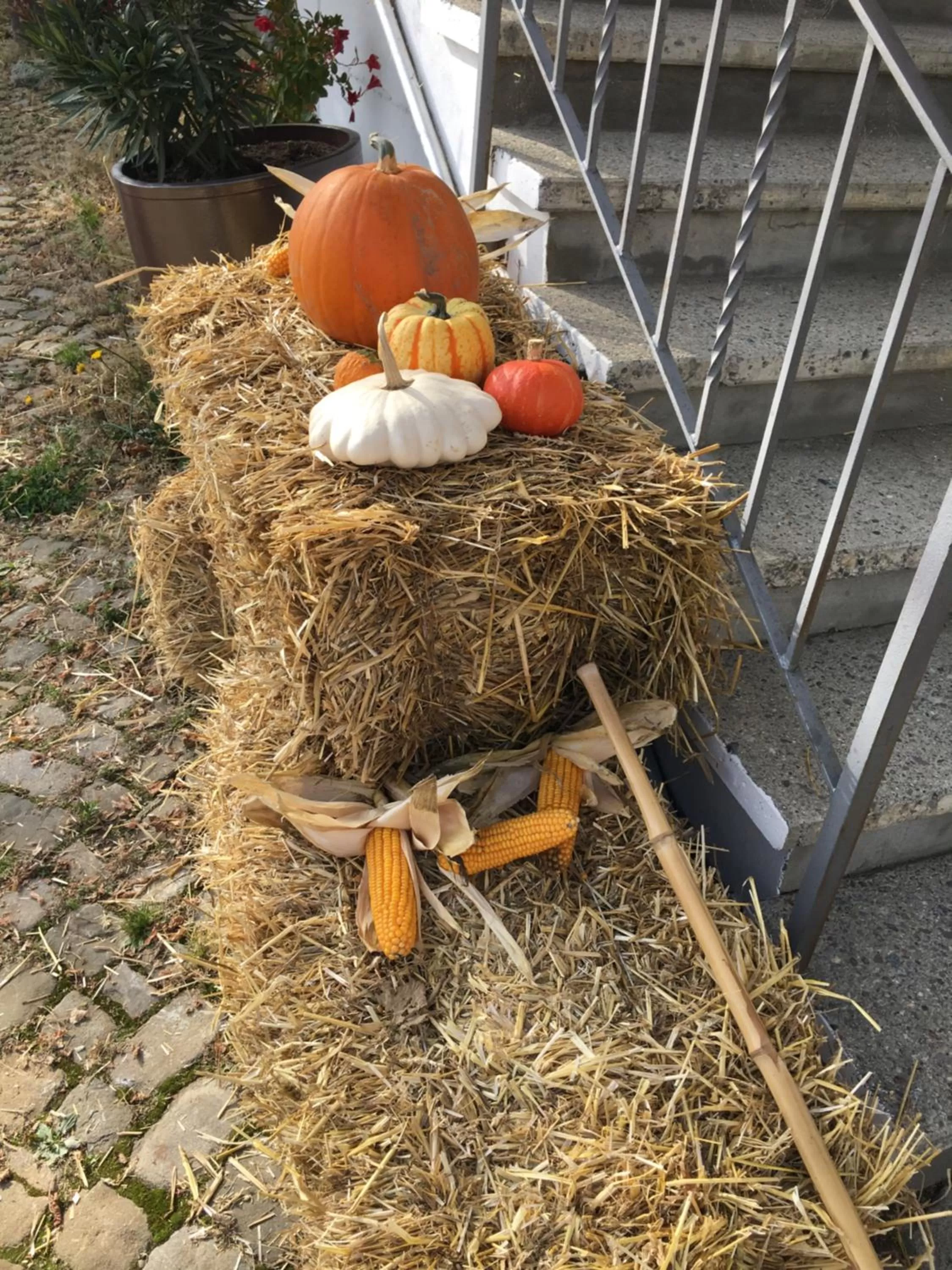 Property building, Other Animals in B&B Bären