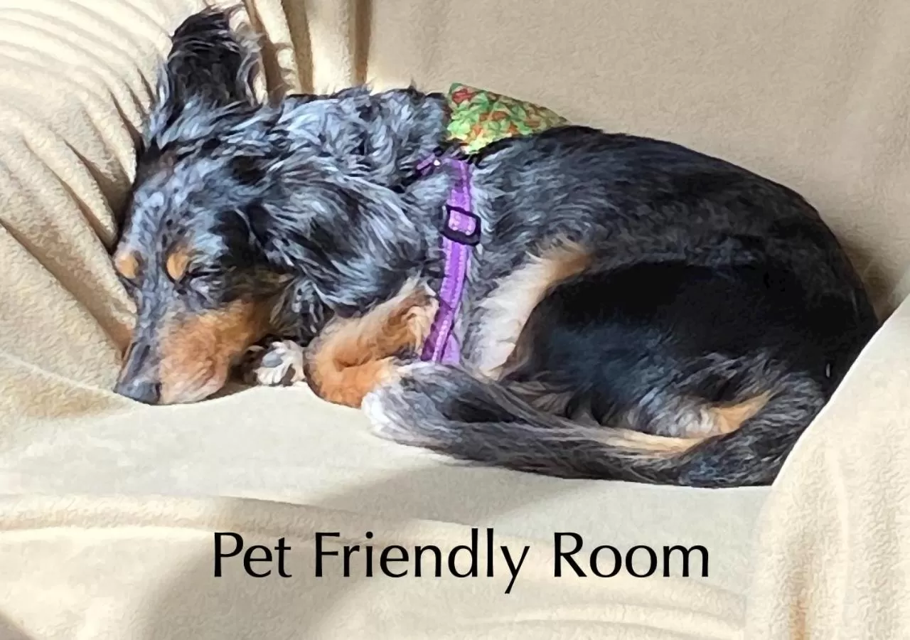 Pets in Moonstone Beach Motel