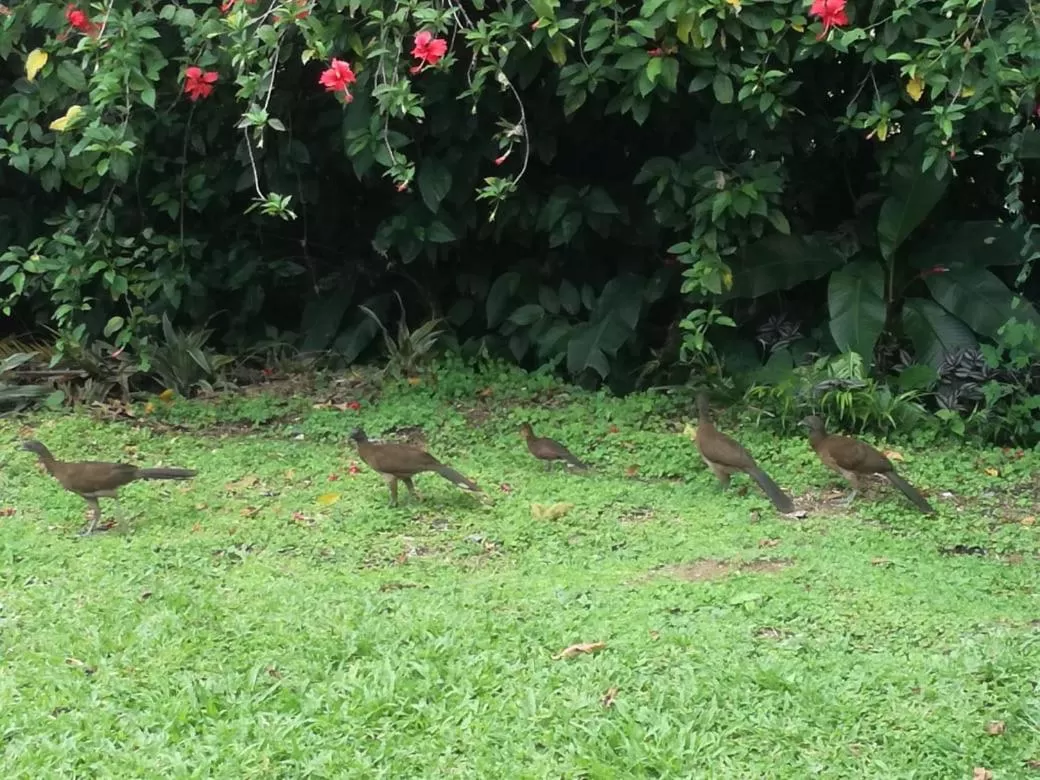 Garden, Other Animals in Casona Rústica & Bungalow