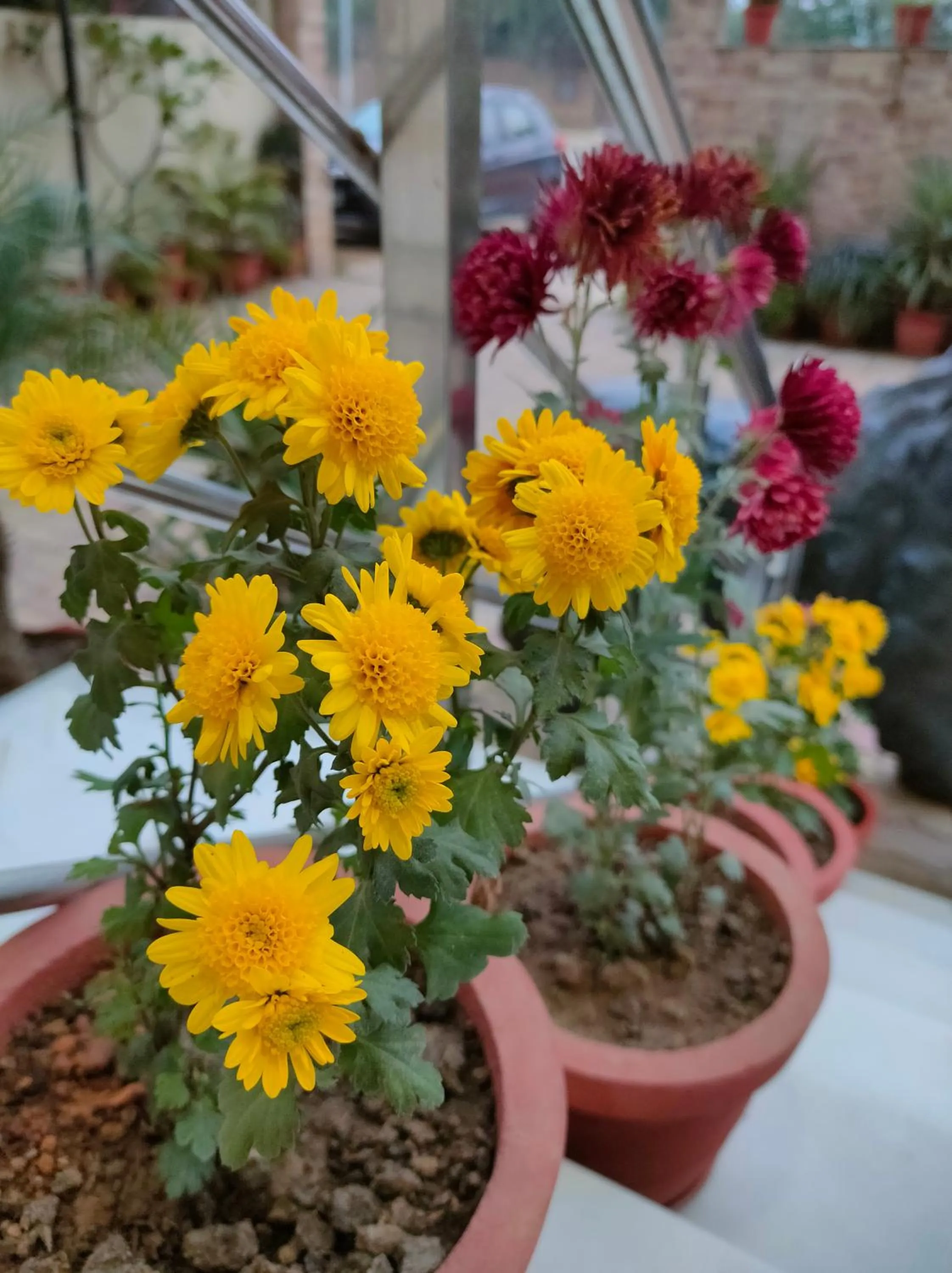 Garden in Hotel Karan Vilas