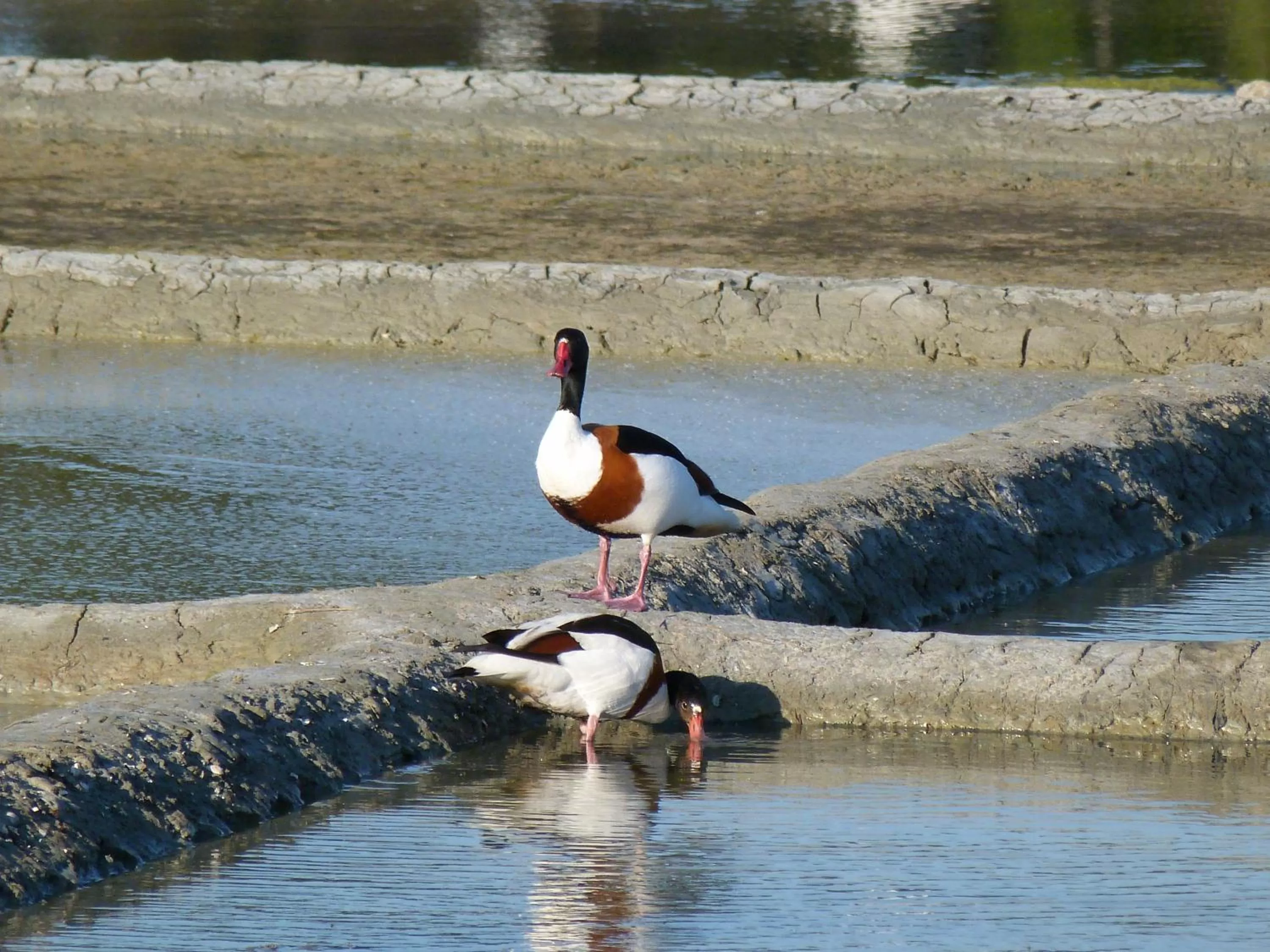 Other Animals in Chambres d'hôtes de Kerpunce