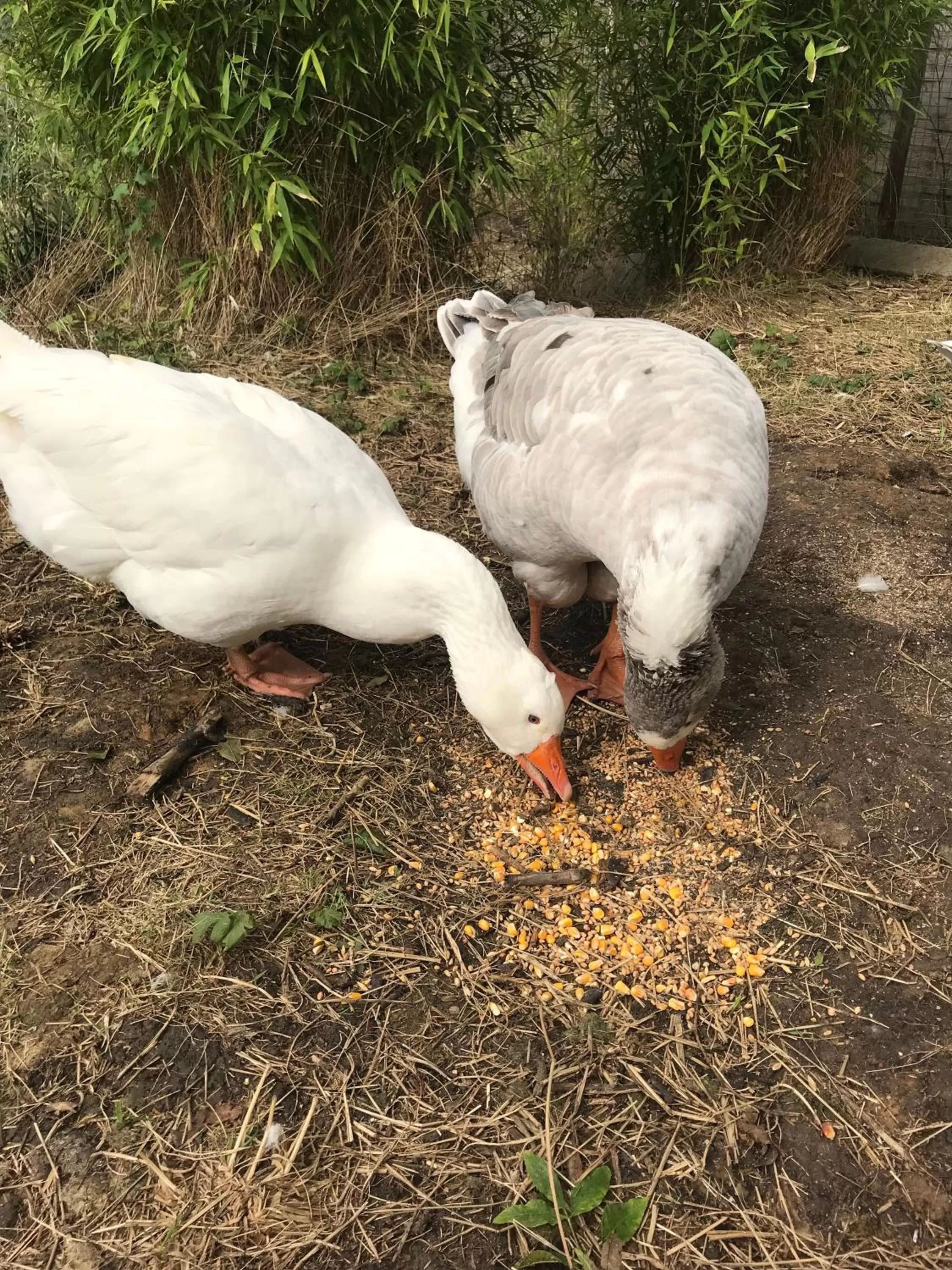 Other Animals in Chez Gustave & Compagnie