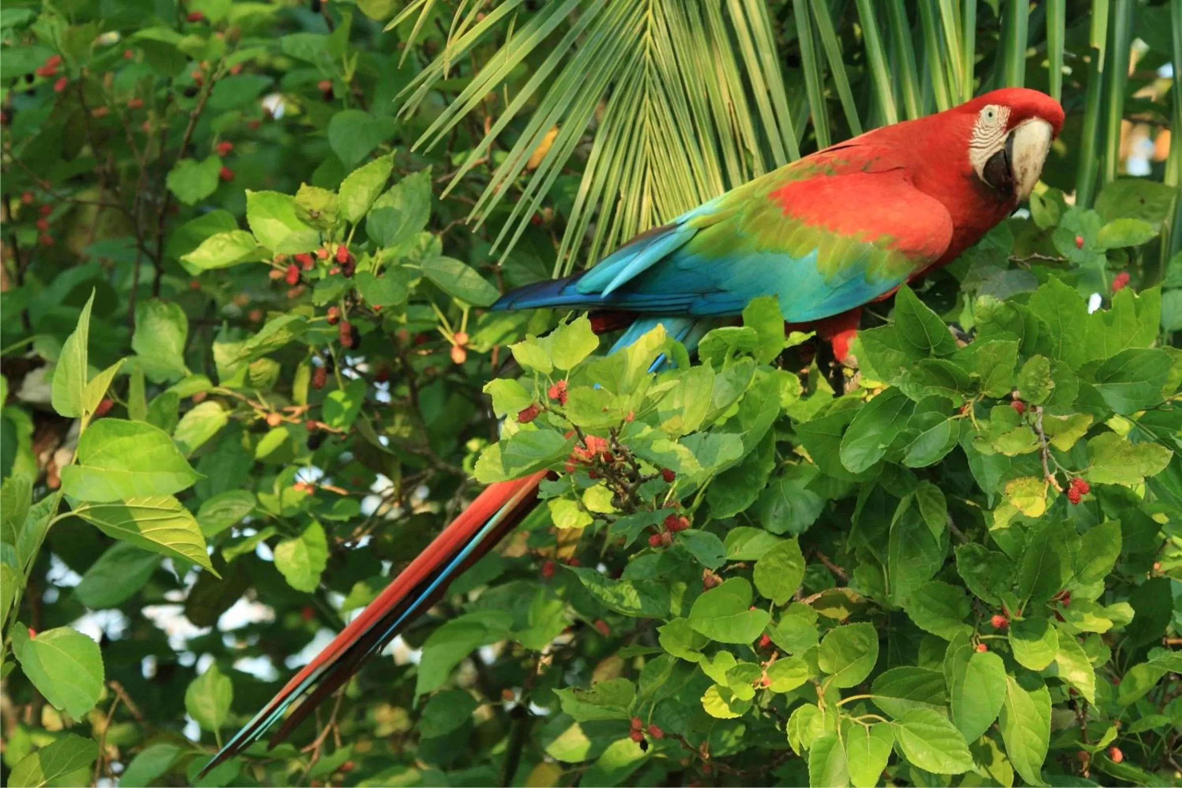 Animals, Other Animals in Hotel Cabanas