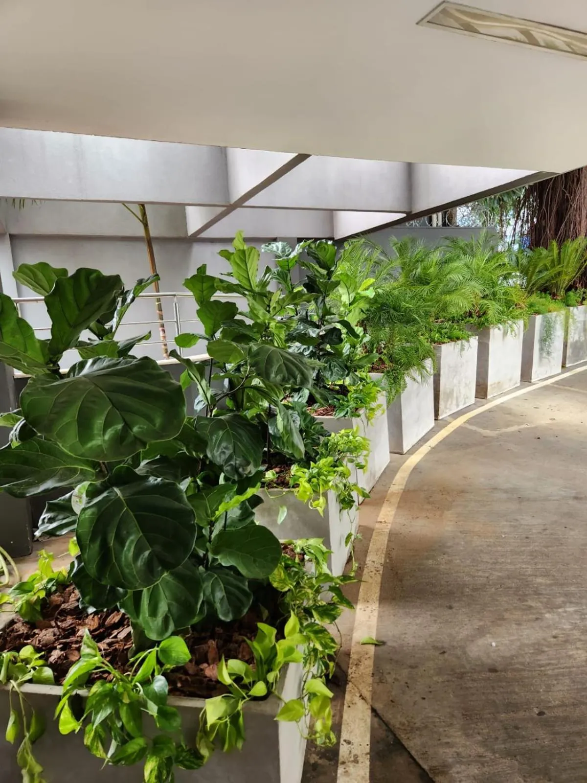 Garden in San Diego Express Barro Preto