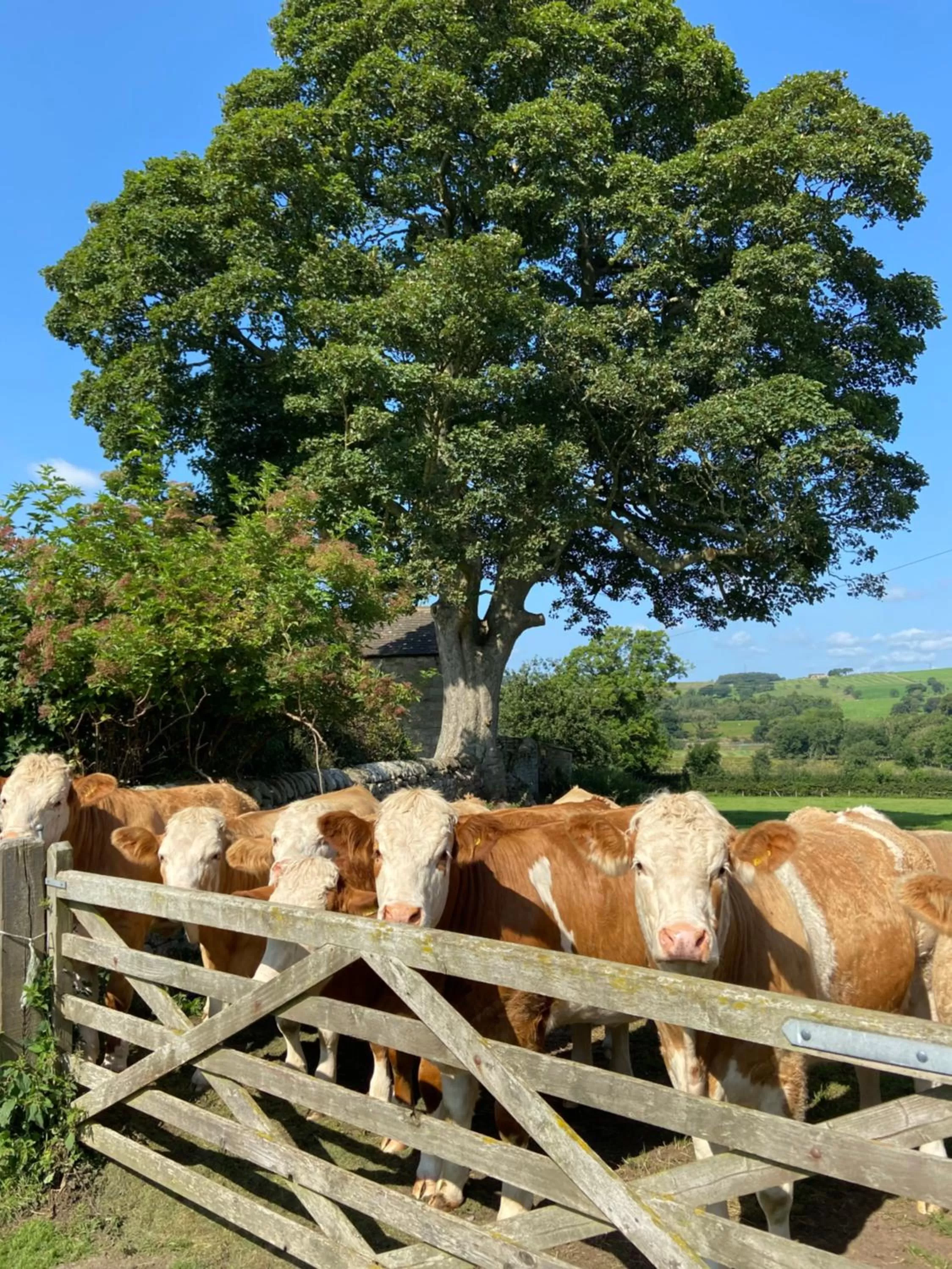 Wydon Farm Bed and Breakfast