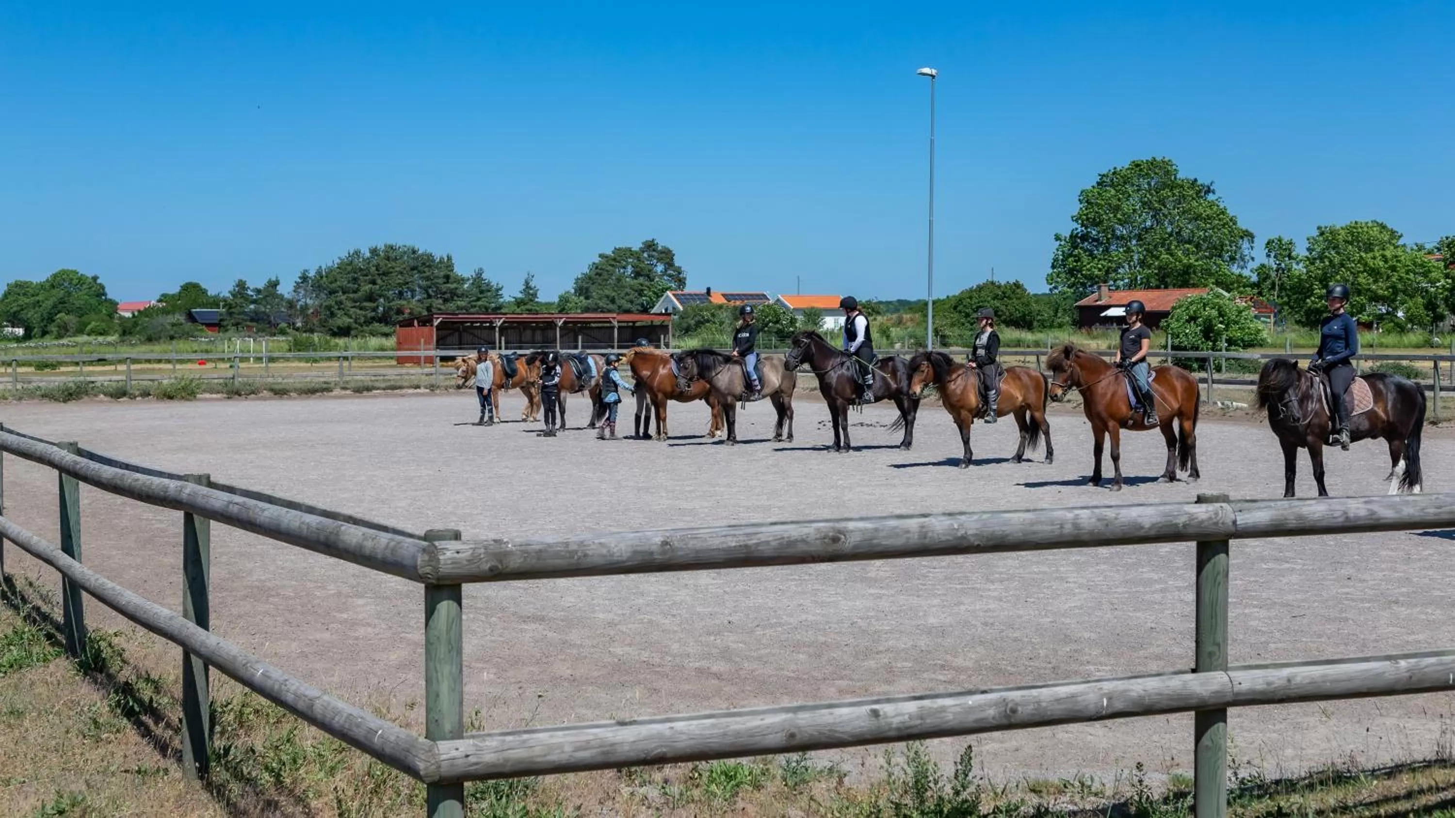 Other Animals in Ölands Yoga Studio & Islandshästar, Stugor & Rum