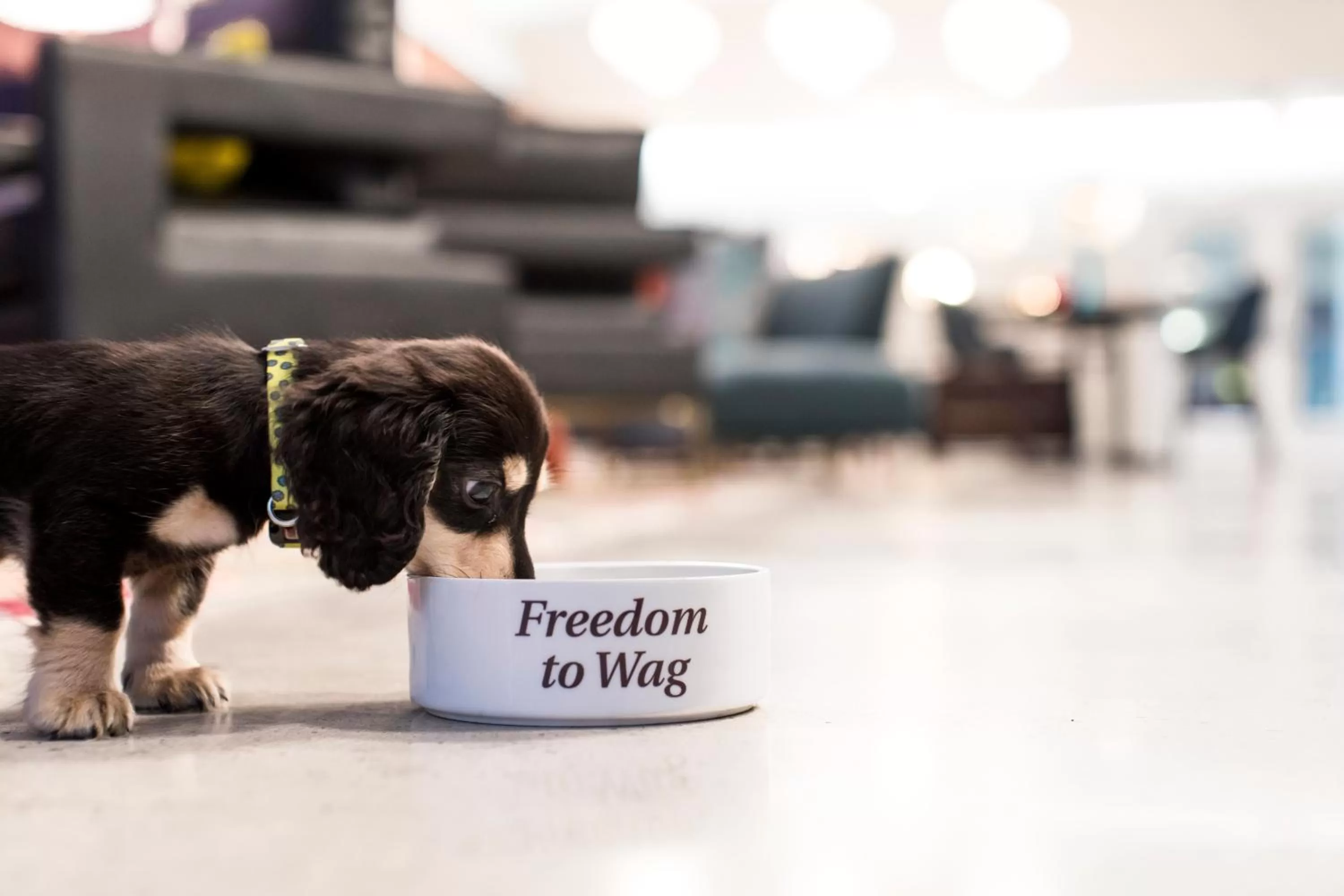 Pets in Unscripted Durham, Part of JDV by Hyatt