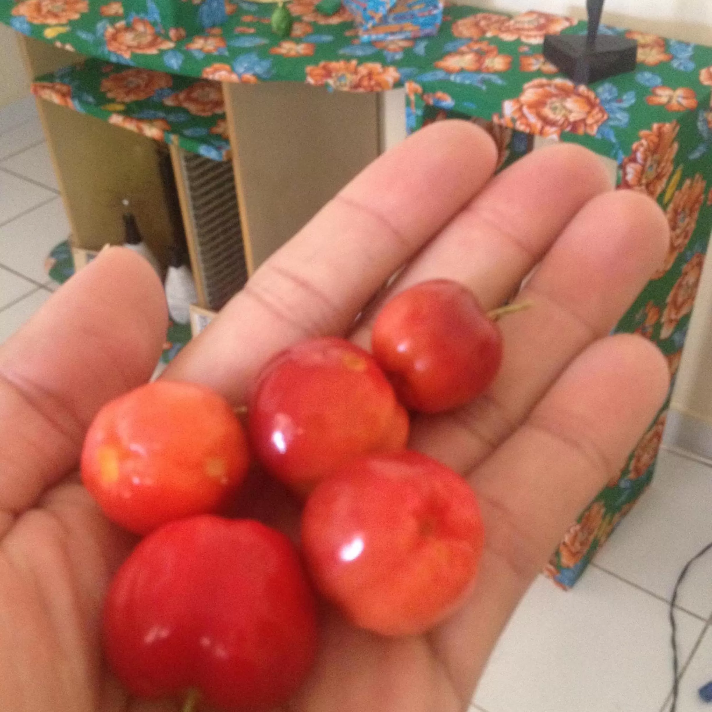 Balcony/Terrace in Hostel Das Canárias