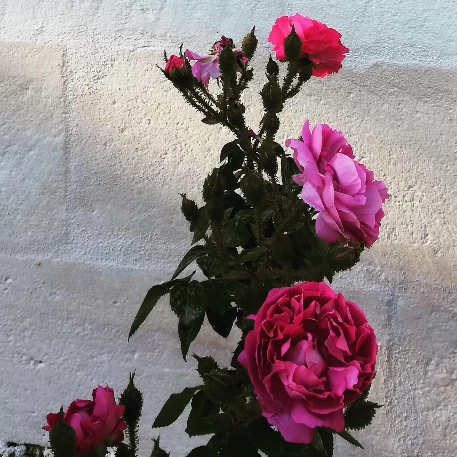 Garden, Beach in B&B Giovannarolla Green House