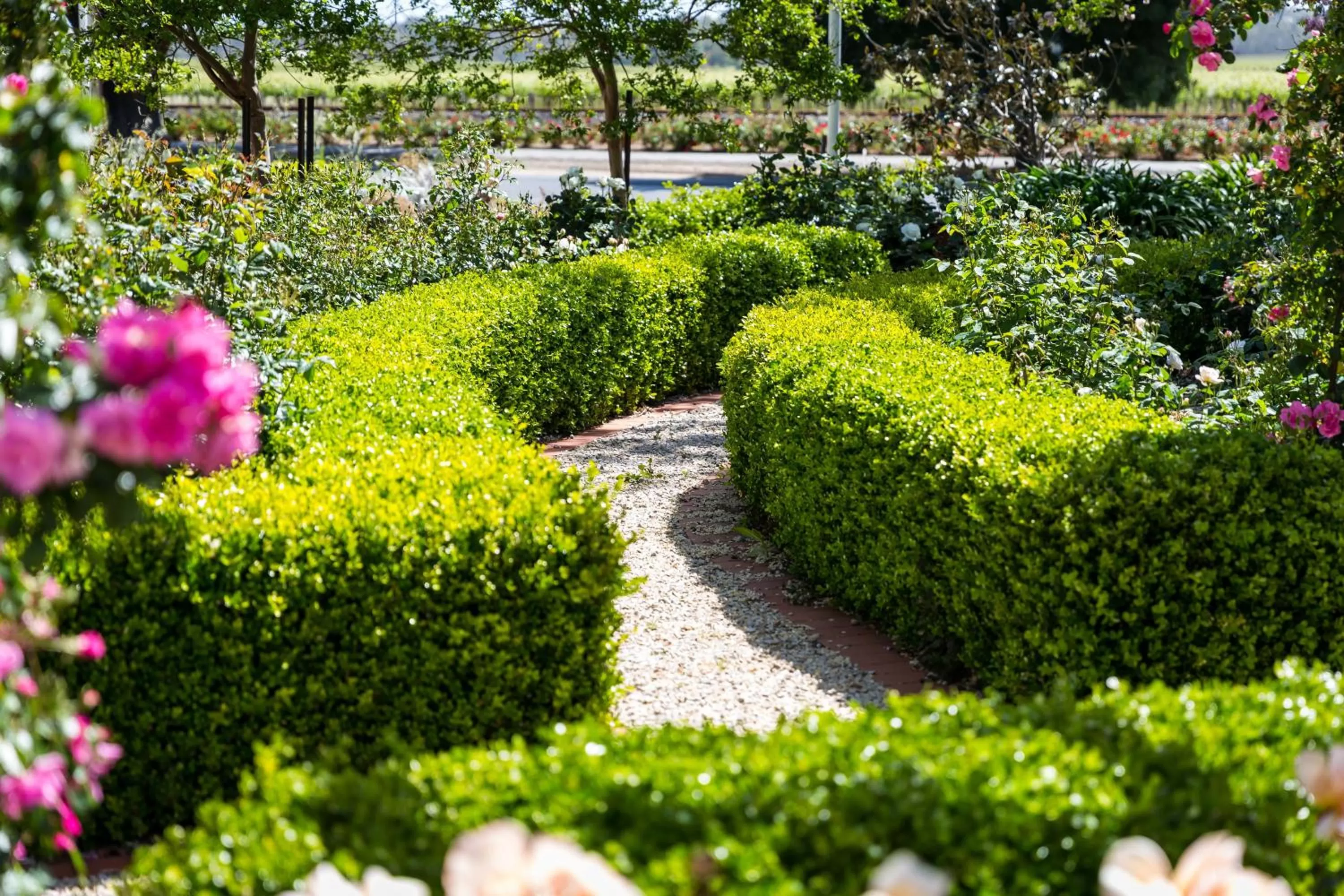 Garden in Barossa House