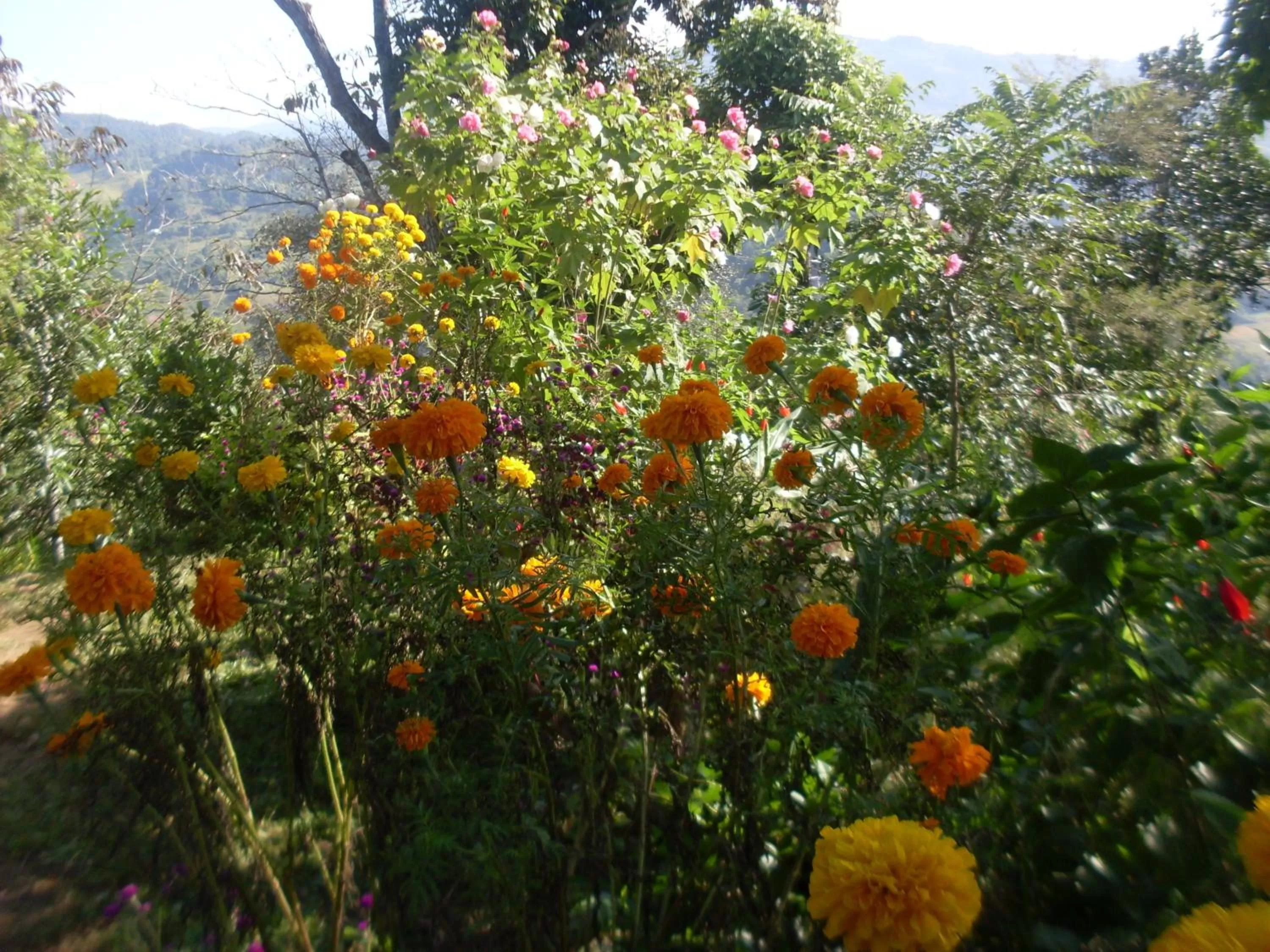 Garden in Dinesh House