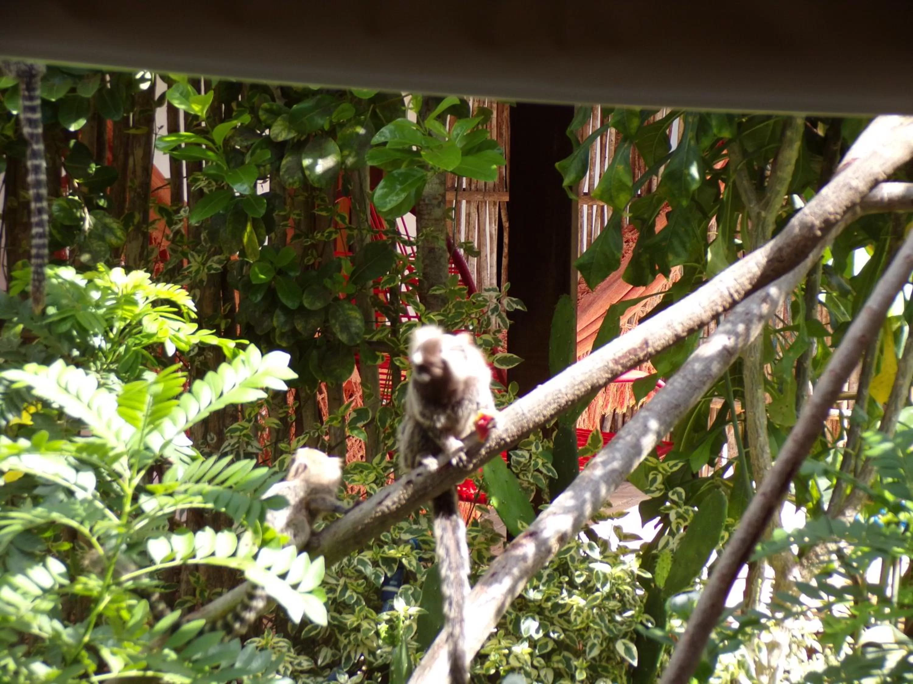 Animals, Other Animals in Pousada Casa Do Cocotier