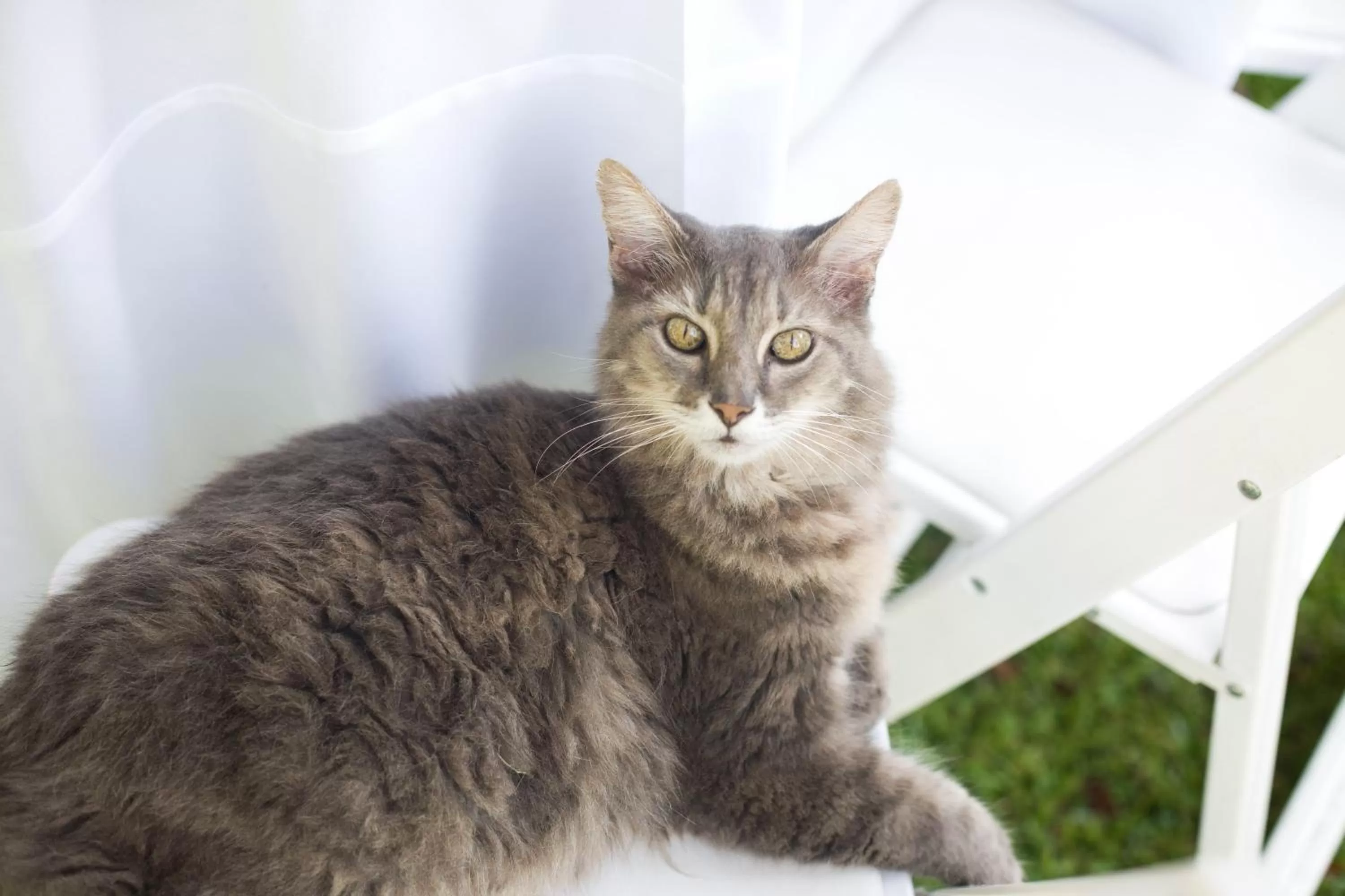 Animals in Rainbow Courts