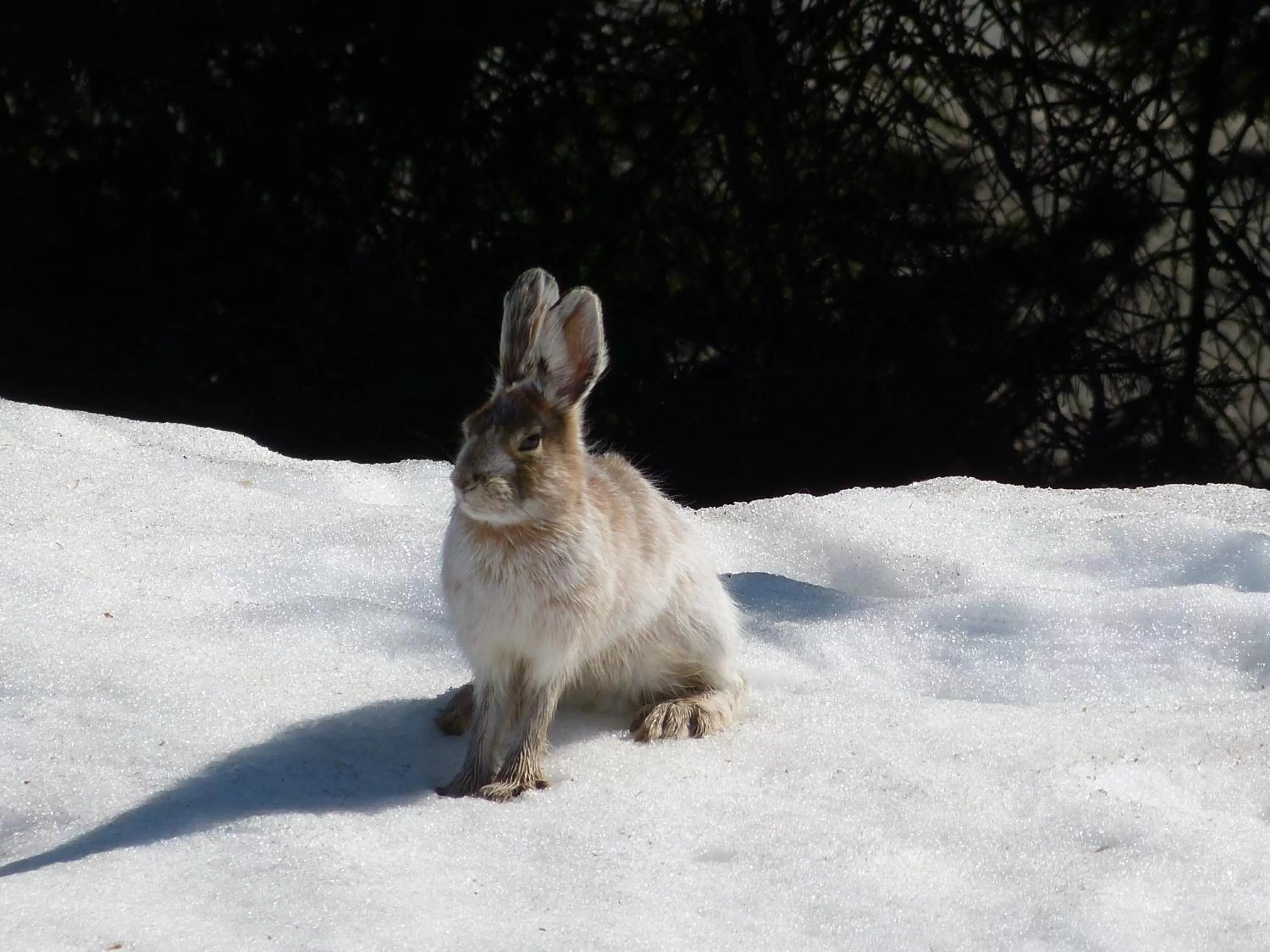 Animals, Other Animals in Halcyon Heights B&B/Inn
