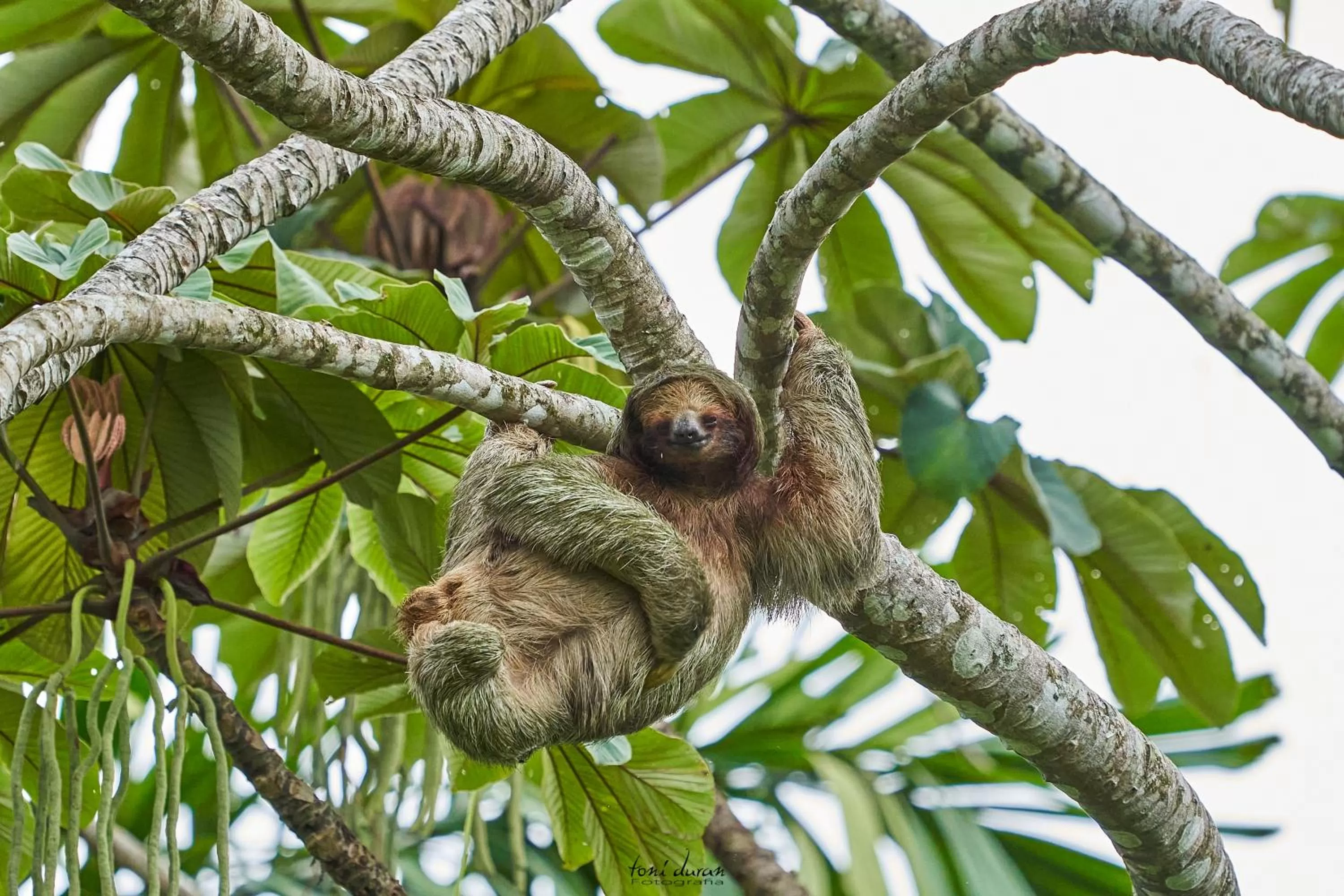 Birds & Breakfast Costa Rica