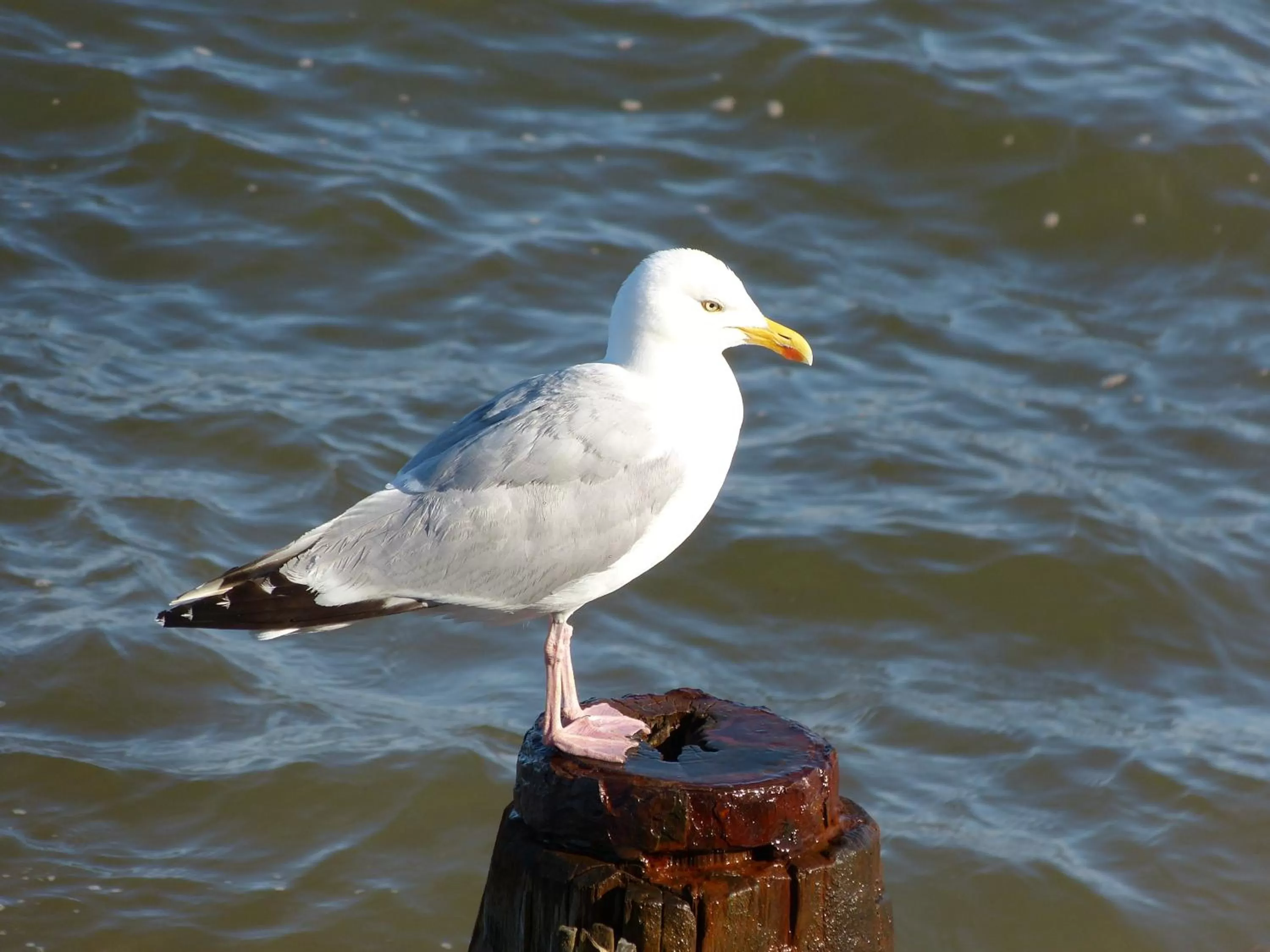 Animals, Other Animals in The Thornhill