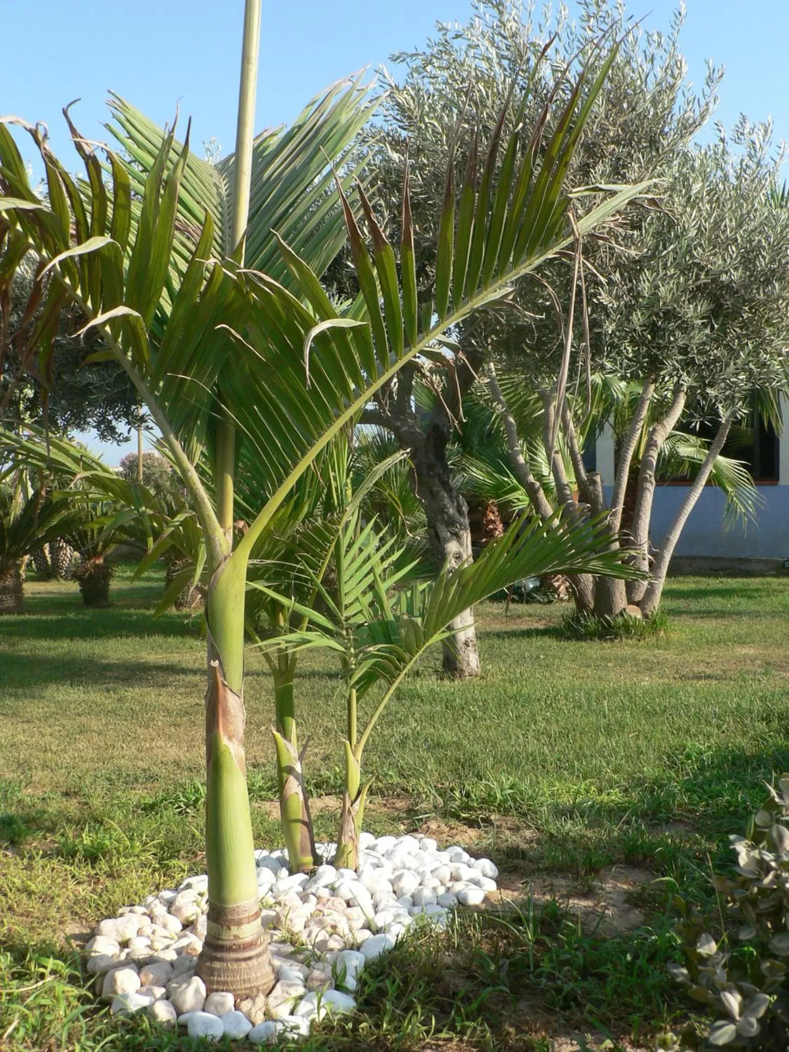 Garden in B&B Villa Francesco