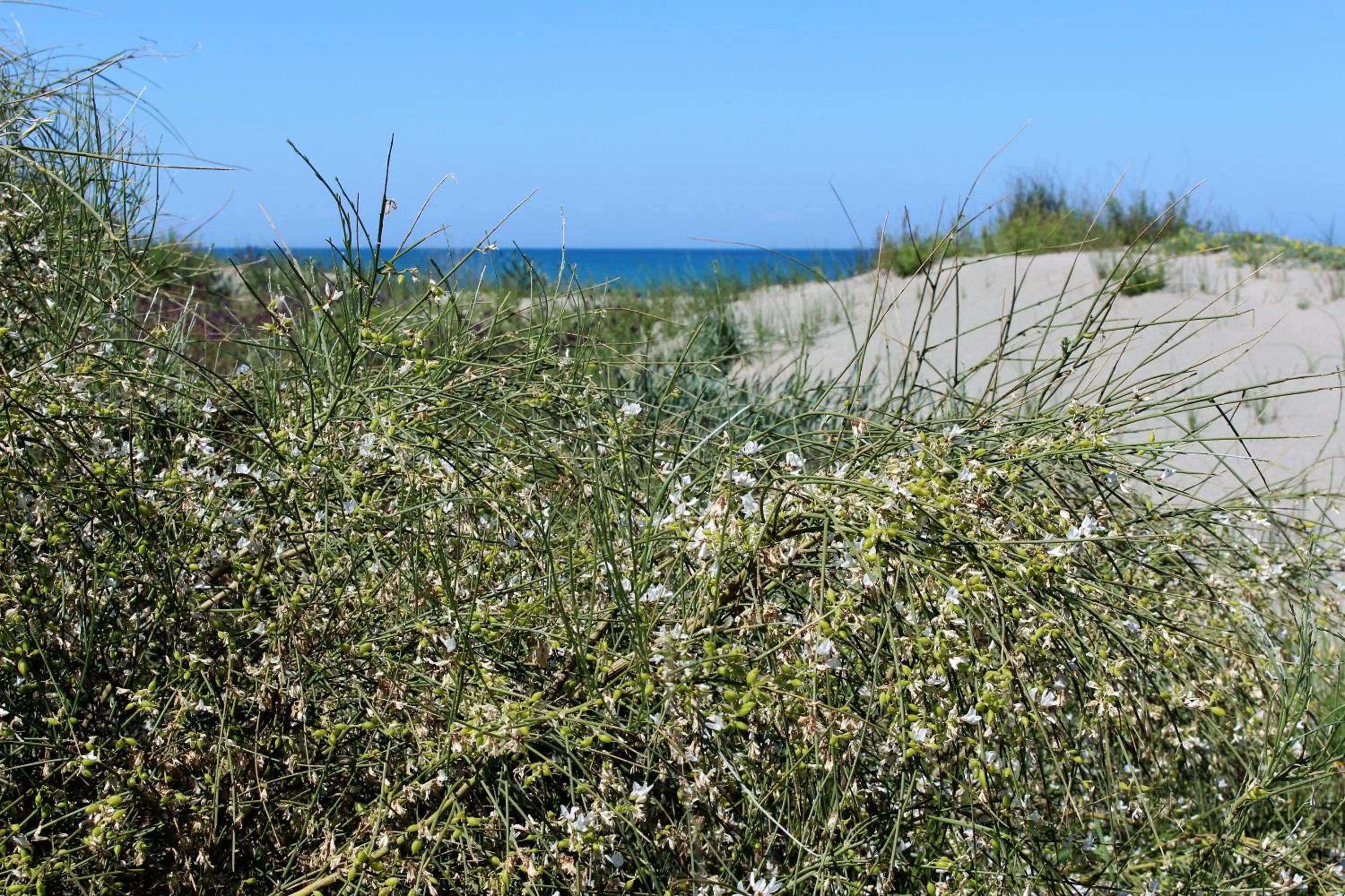 Beach in Casa Mazzone