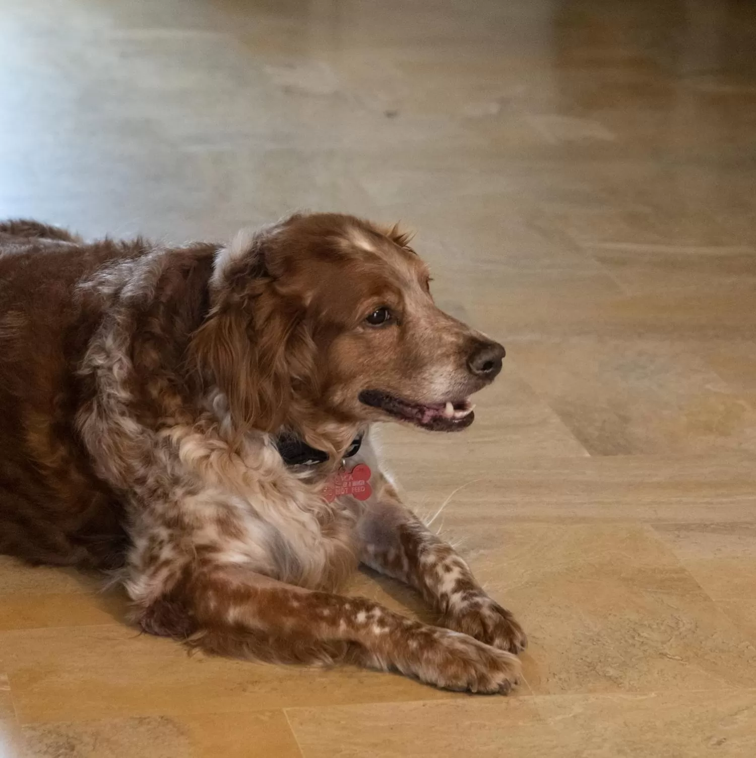 Pets in Hotel Les Messugues