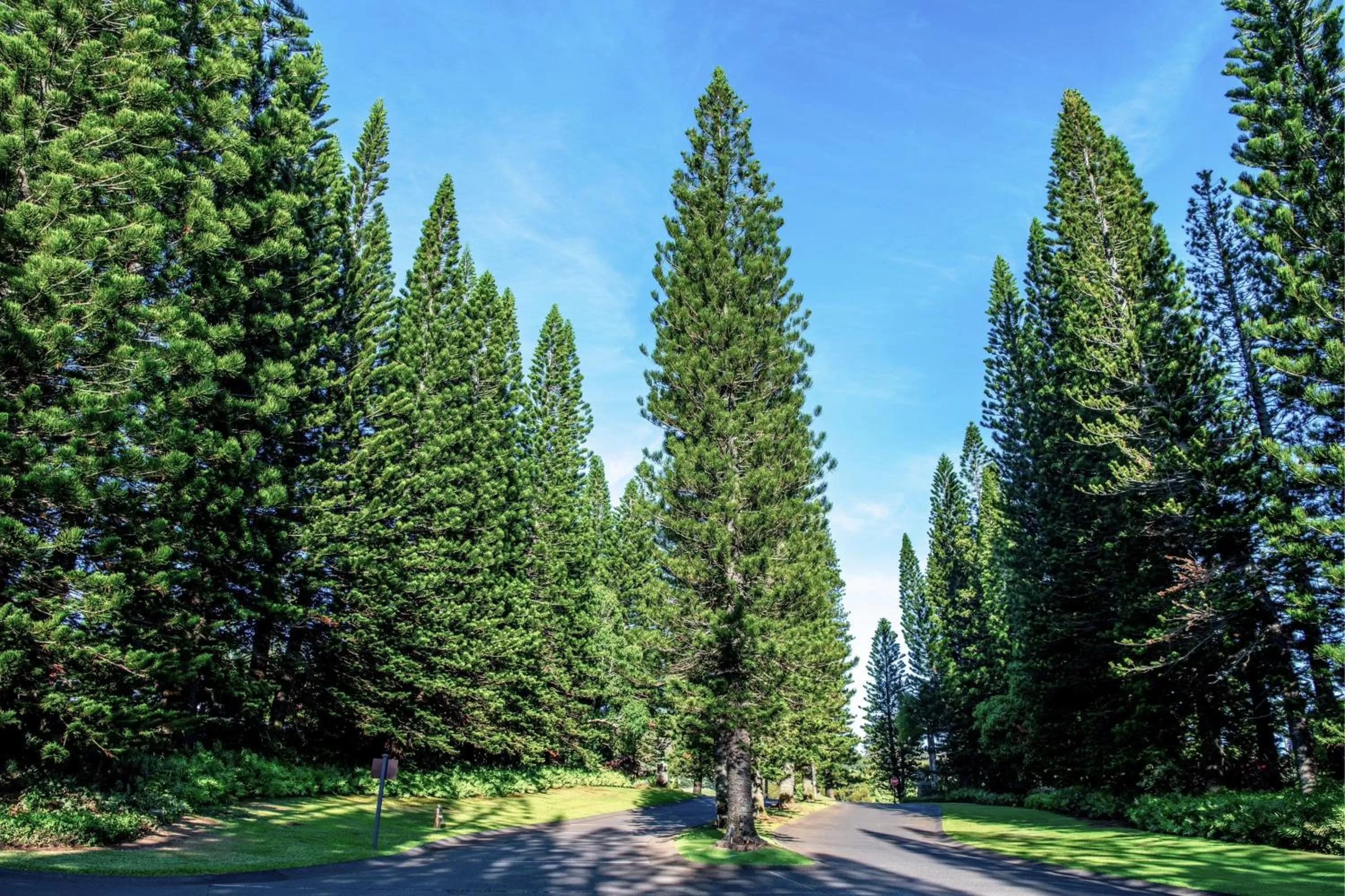 View (from property/room) in The Ritz-Carlton Maui, Kapalua