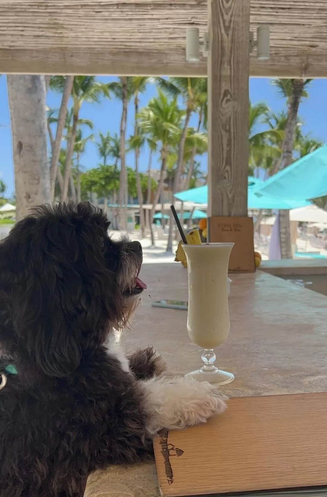 Pets in Eden Roc Cap Cana