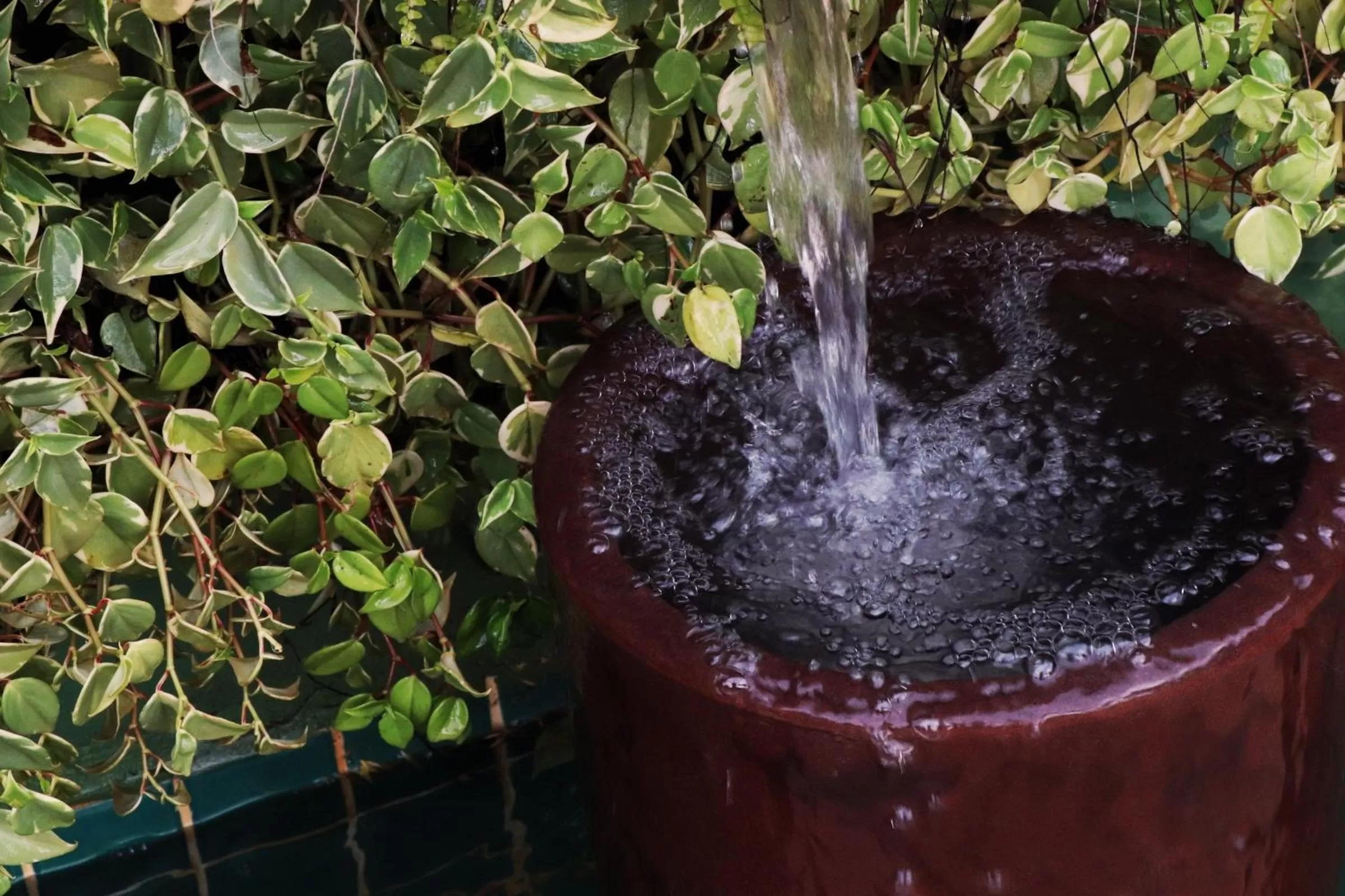 Garden in Pousada Santa Thereza