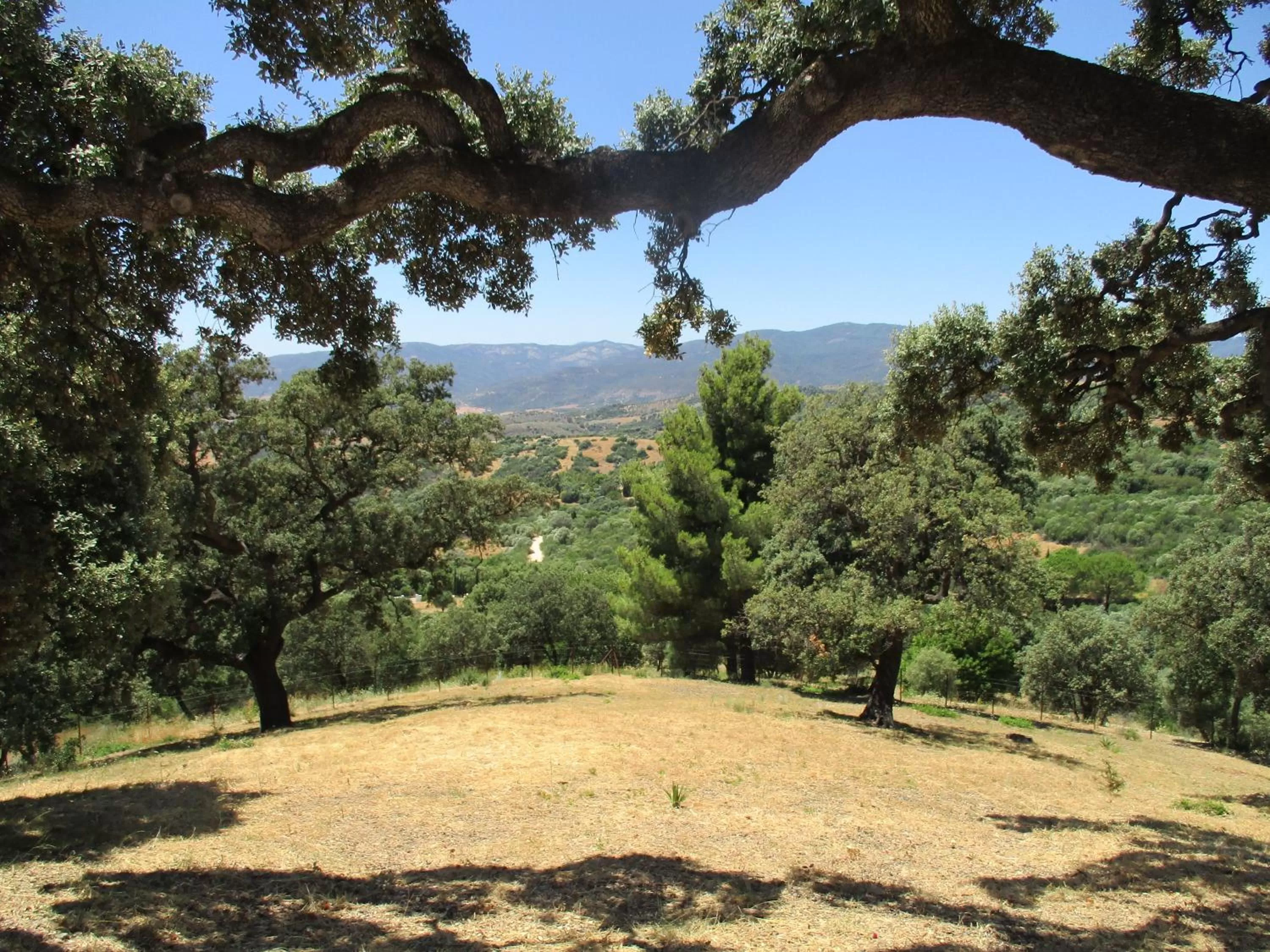 Garden in Casa Laibon