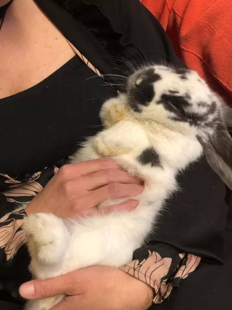 Animals in Hotel La Grange - Animal Chic Hotel