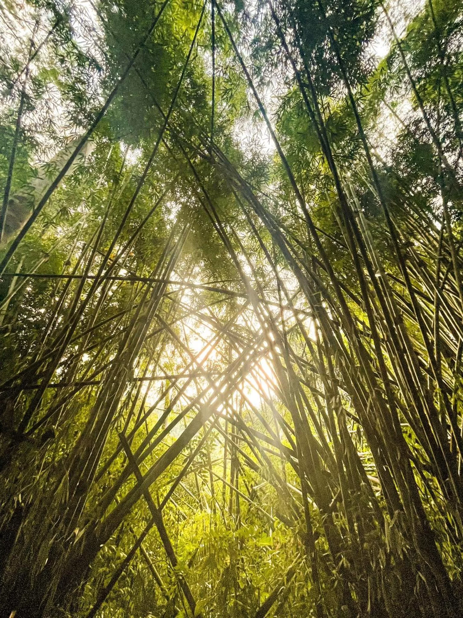 Natural landscape in Khao Sok River & Jungle Resort