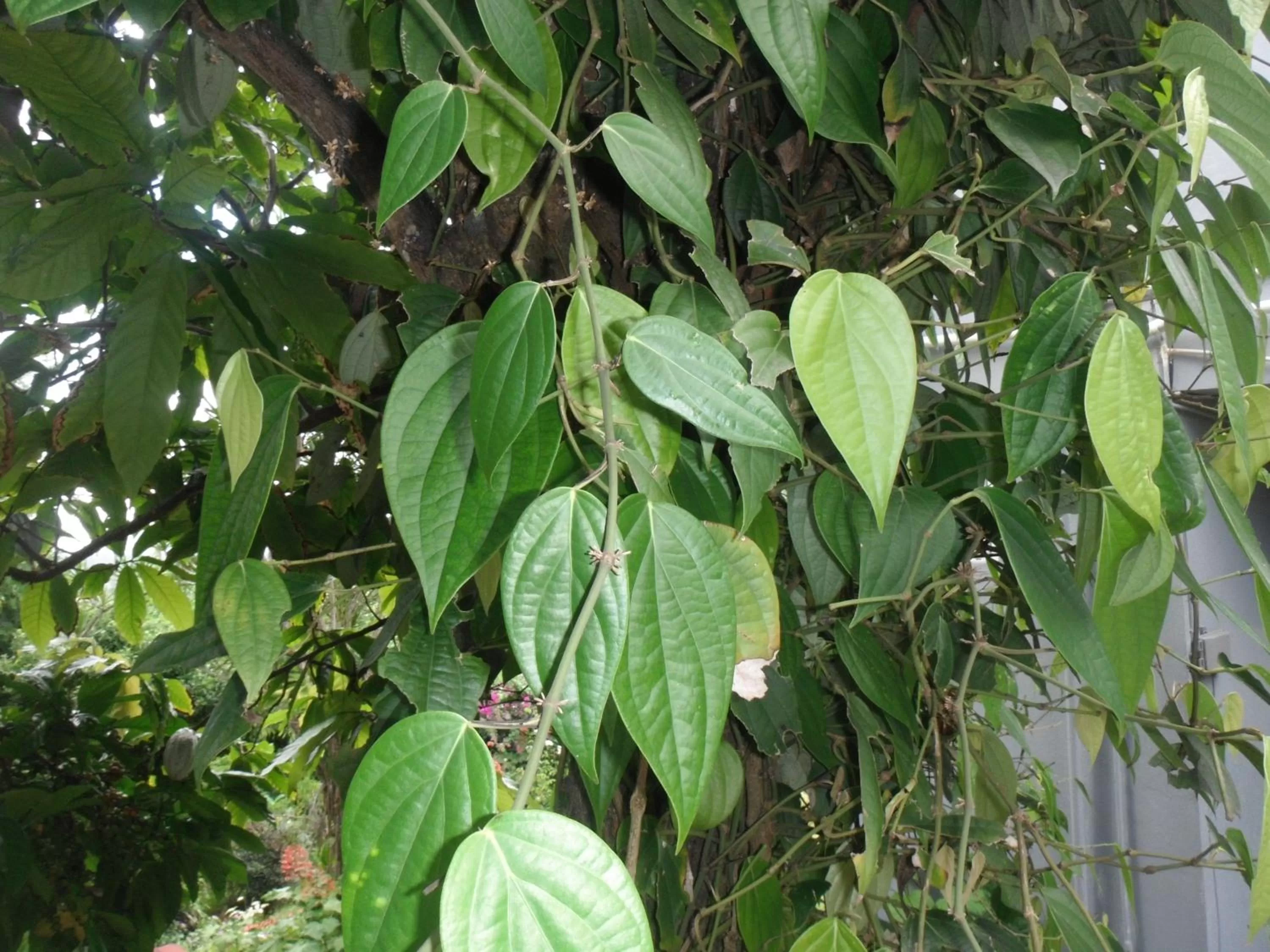 Garden in Classique International in Dominica